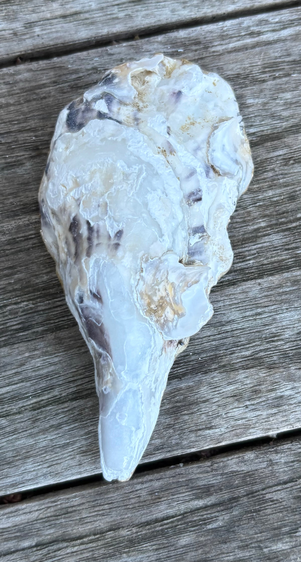 Floral Oyster Shell