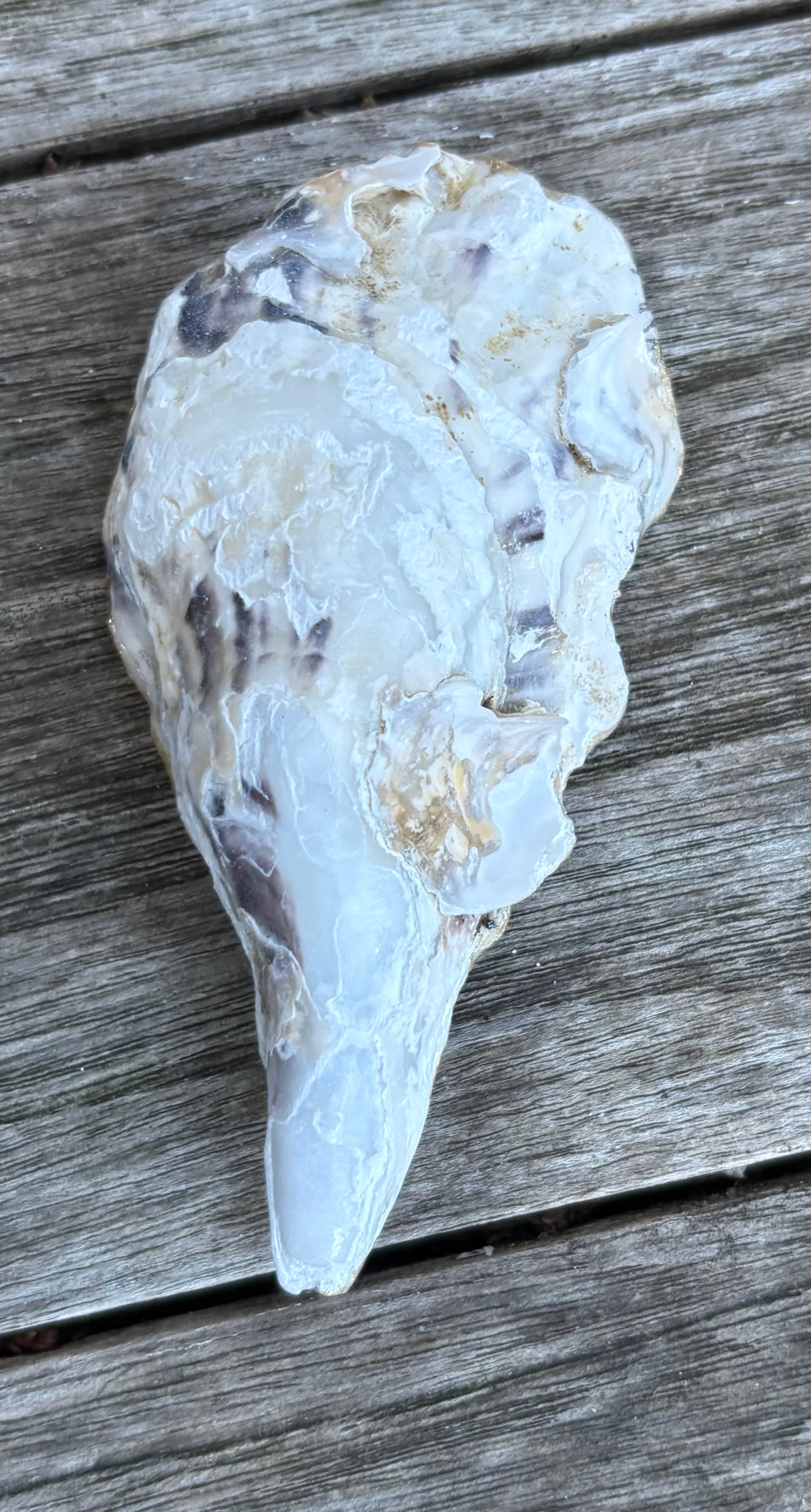 Floral Oyster Shell