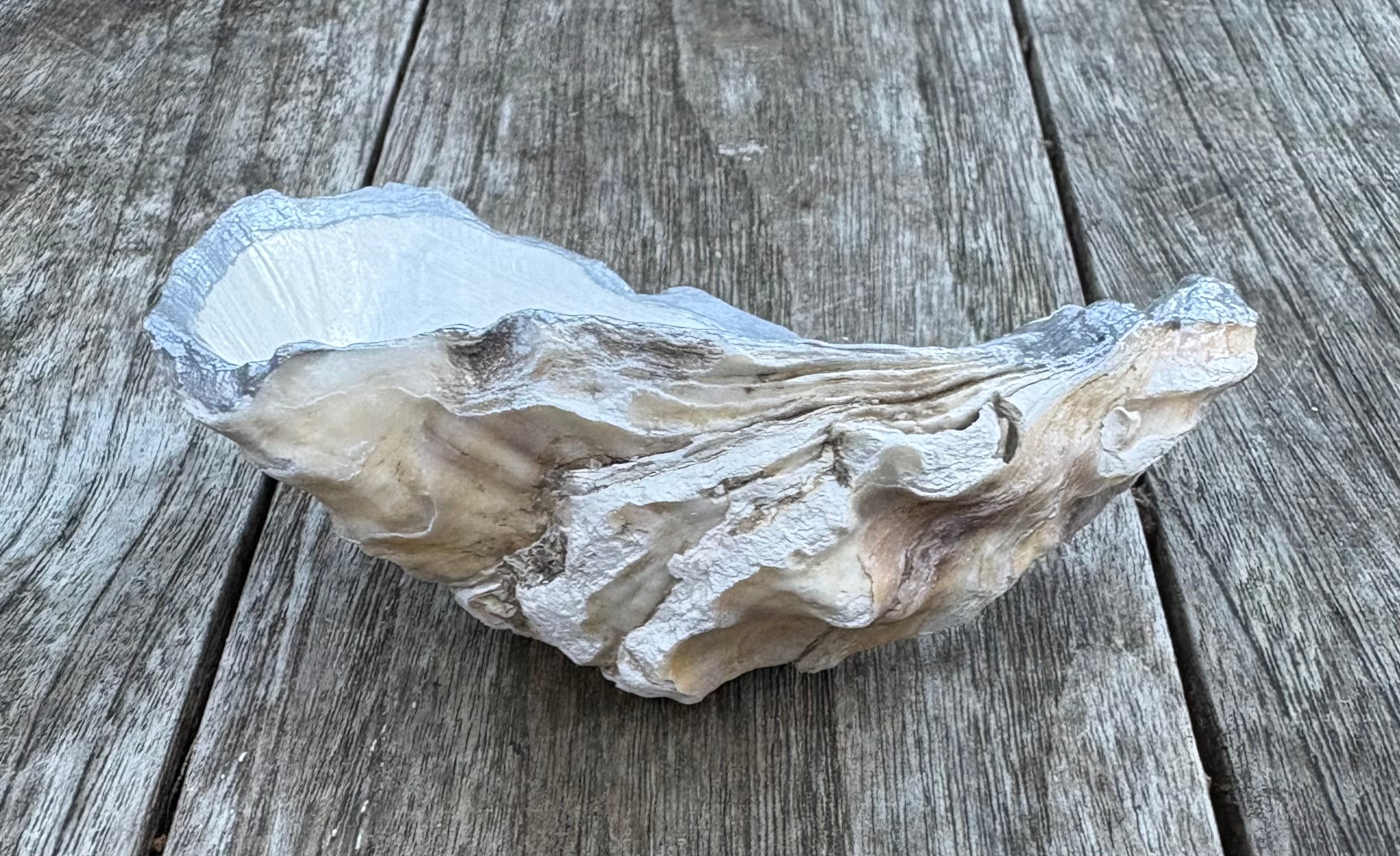 Pearl Oyster Shell