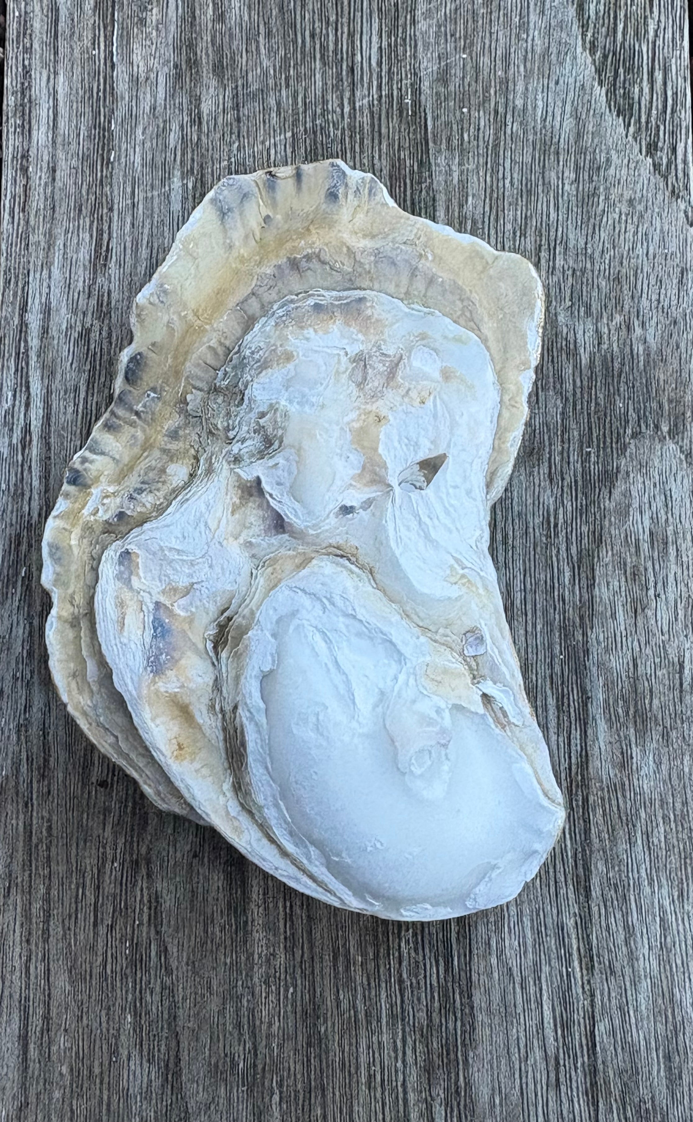 Pearl Oyster Shell