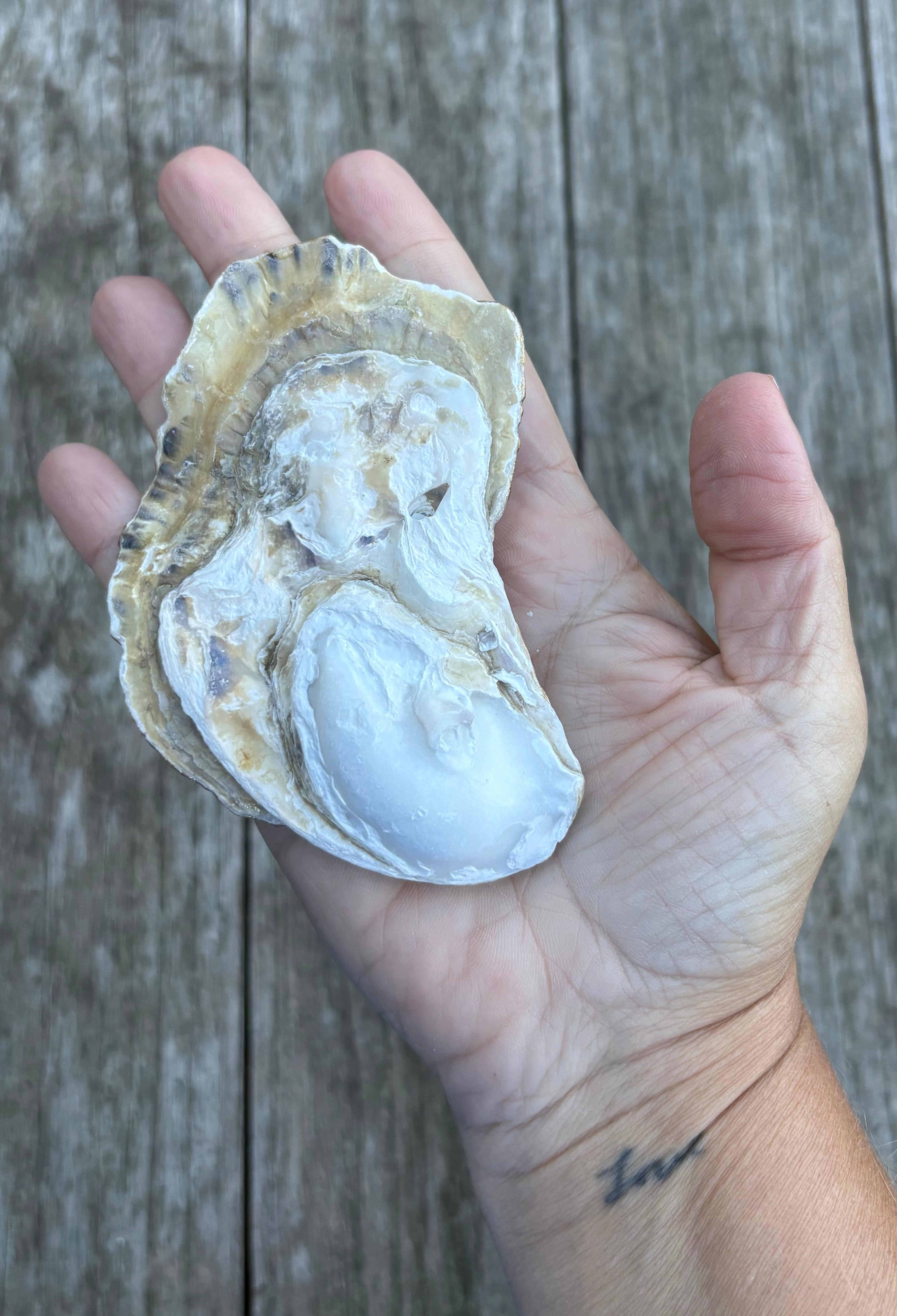 Pearl Oyster Shell
