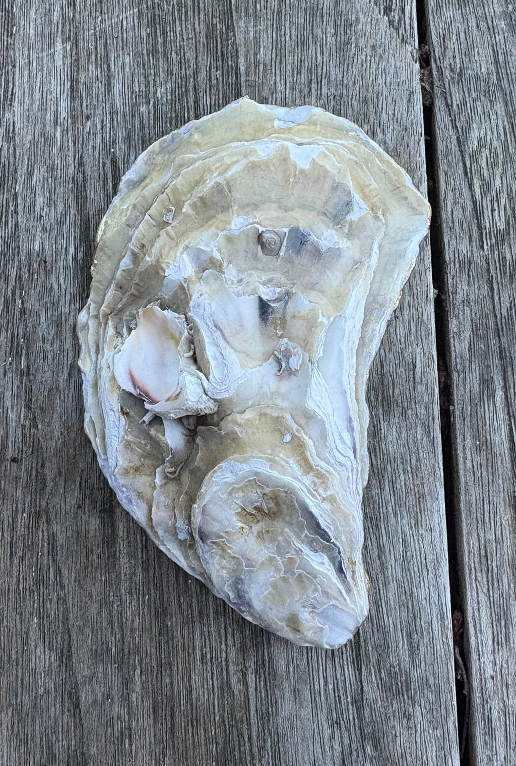 Pearl Oyster Shell