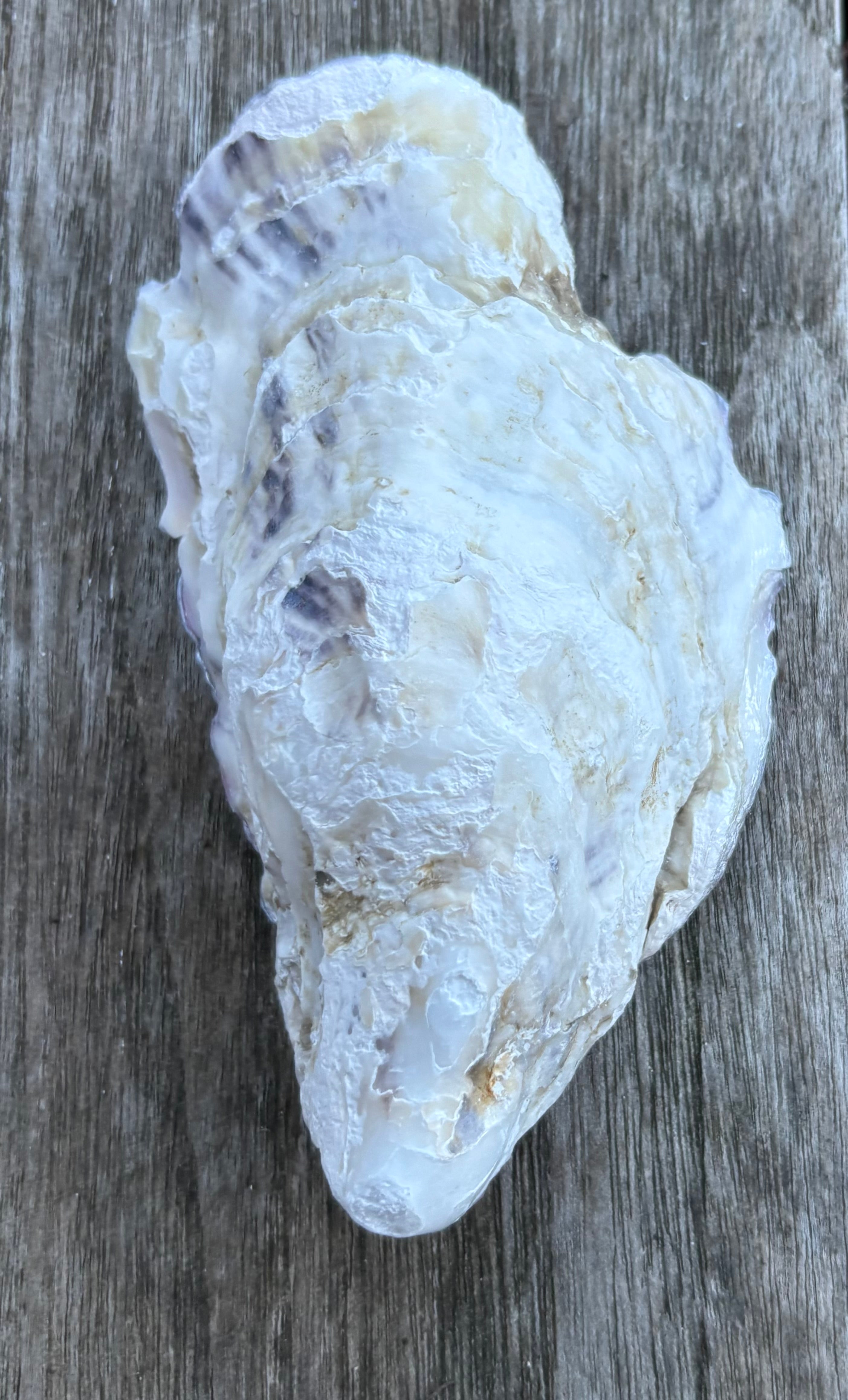 Pink Pearl Oyster Shell