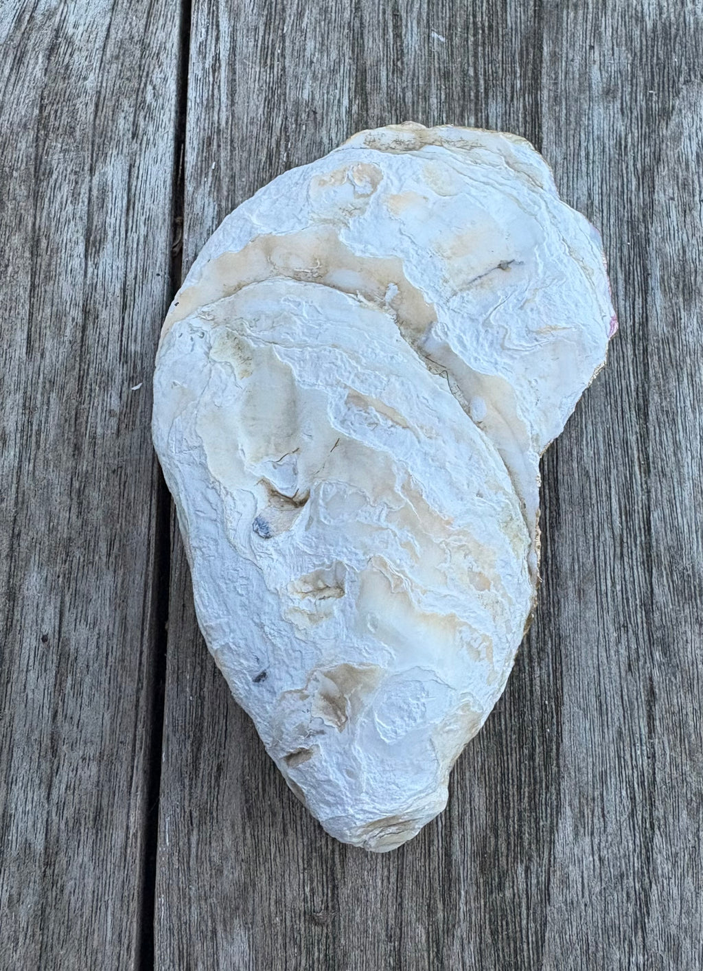 Pink Pearl Oyster Shell