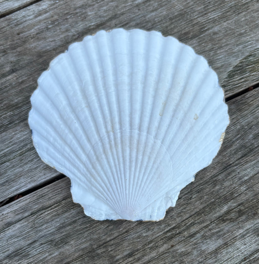 Anchor Scallop Shell