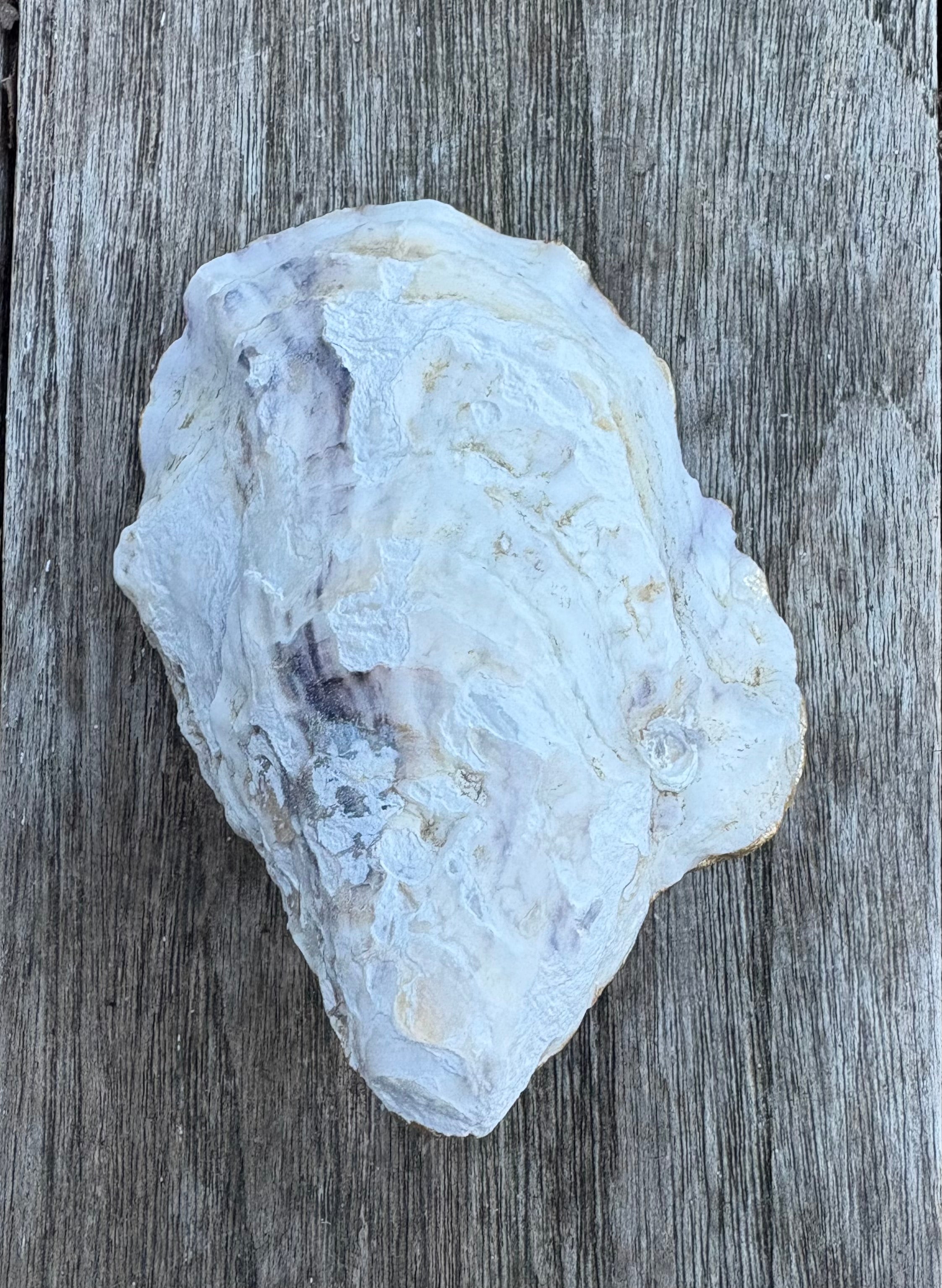 Pink Pearl Oyster Shell