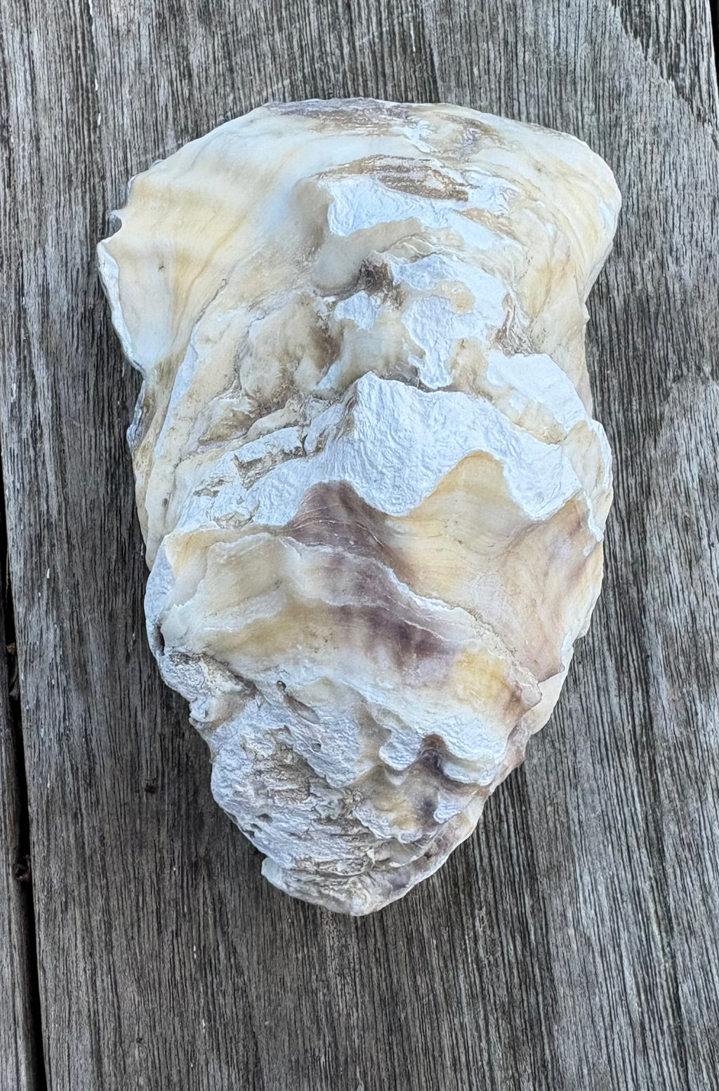 Pearl Oyster Shell