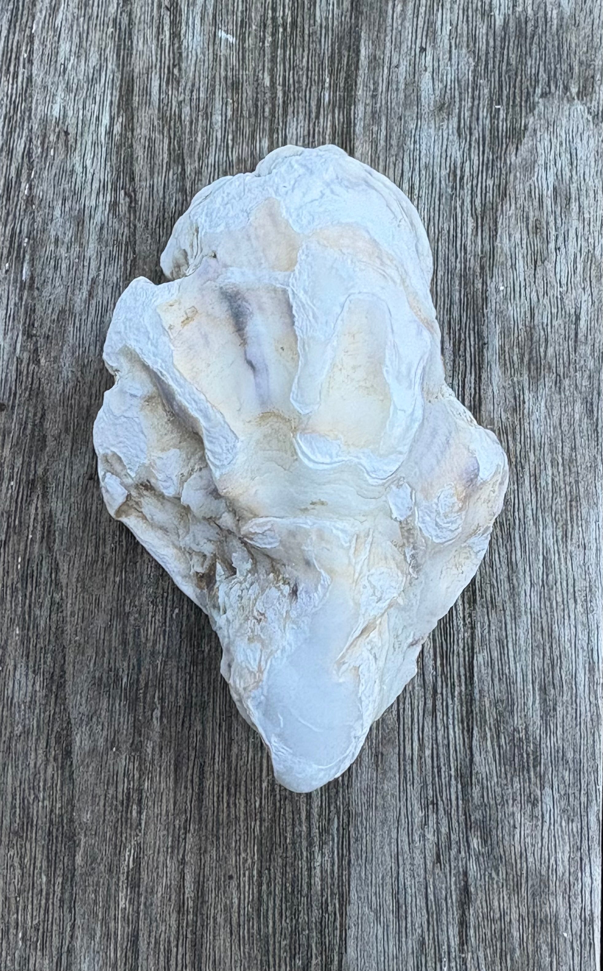Pearl Oyster Shell