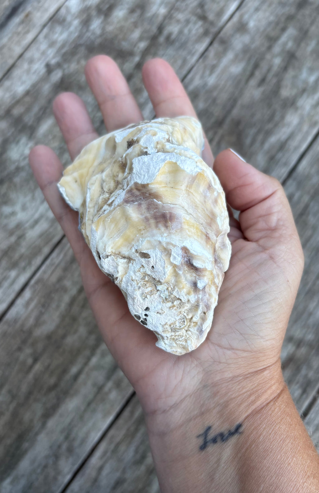 Pearl Oyster Shell