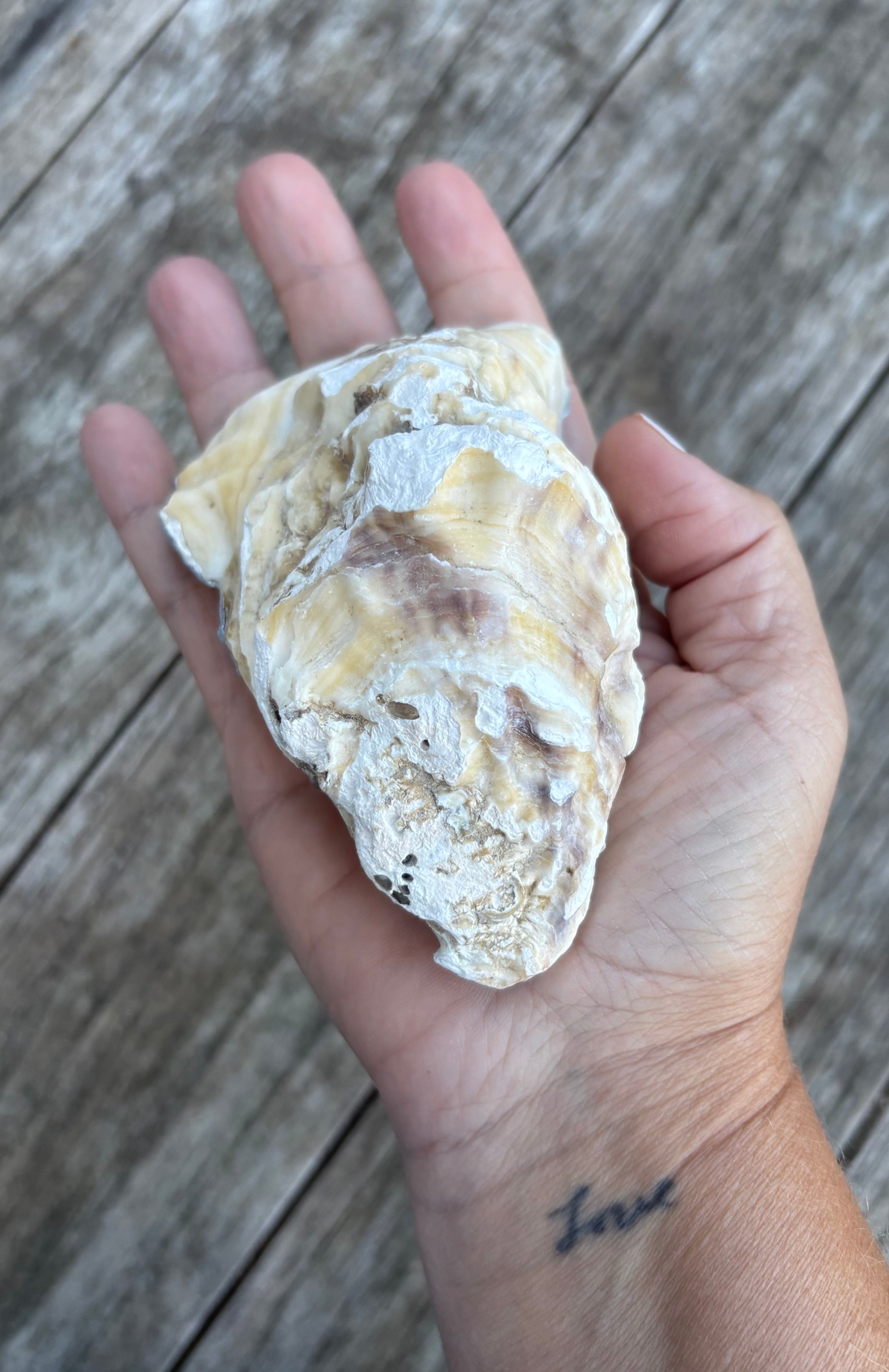 Pearl Oyster Shell