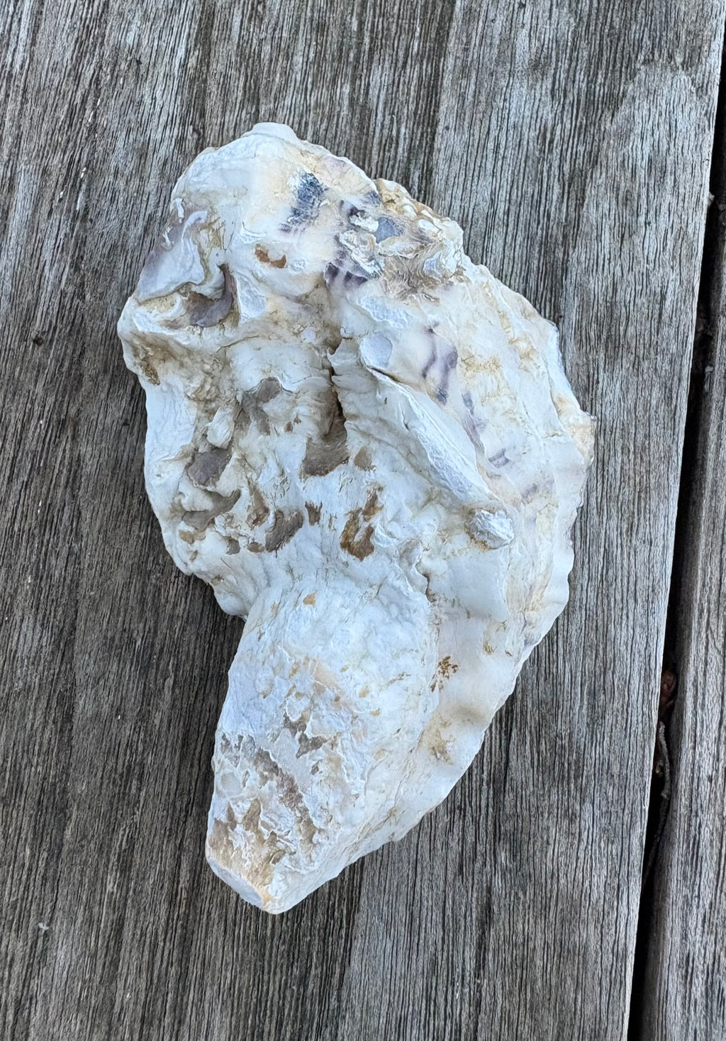 Pearl Oyster Shell