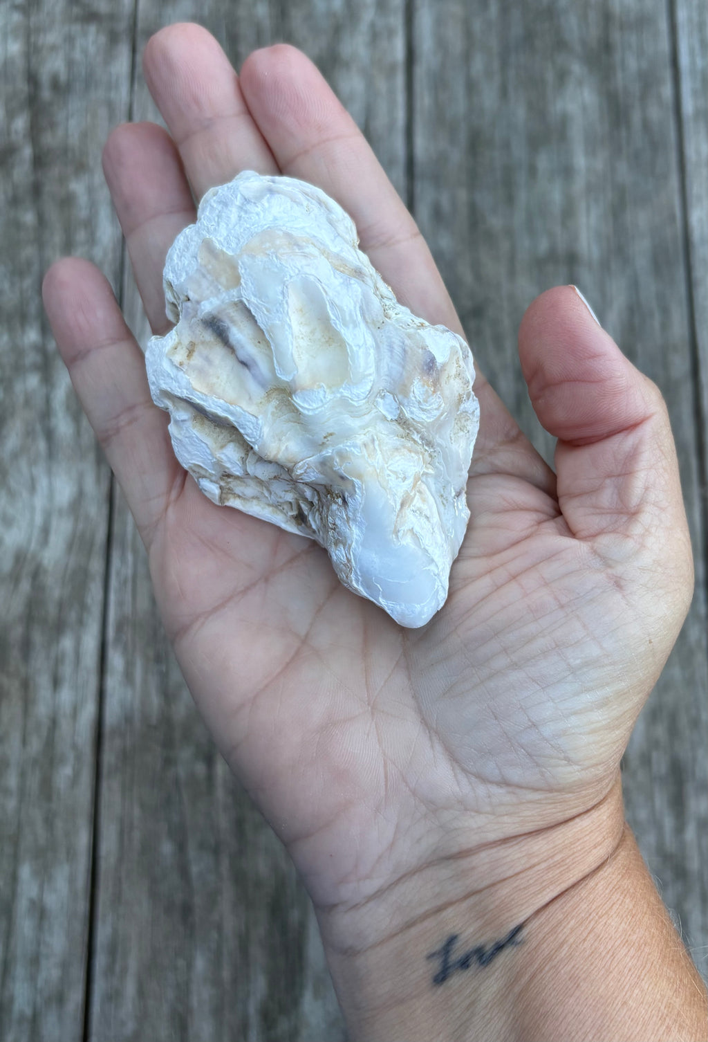 Pearl Oyster Shell