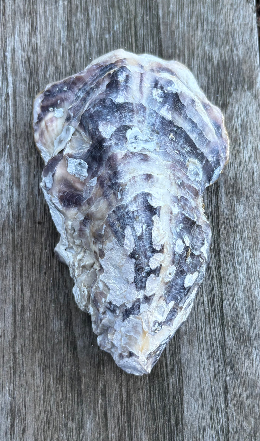 Floral Oyster Shell