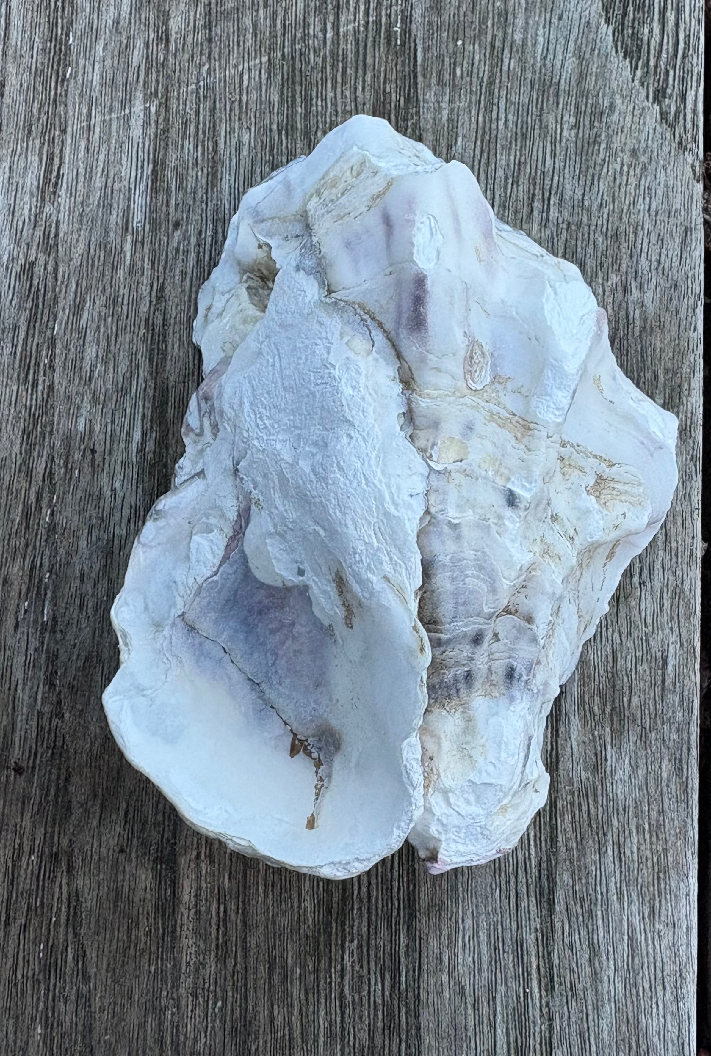 Pearl Oyster Shell