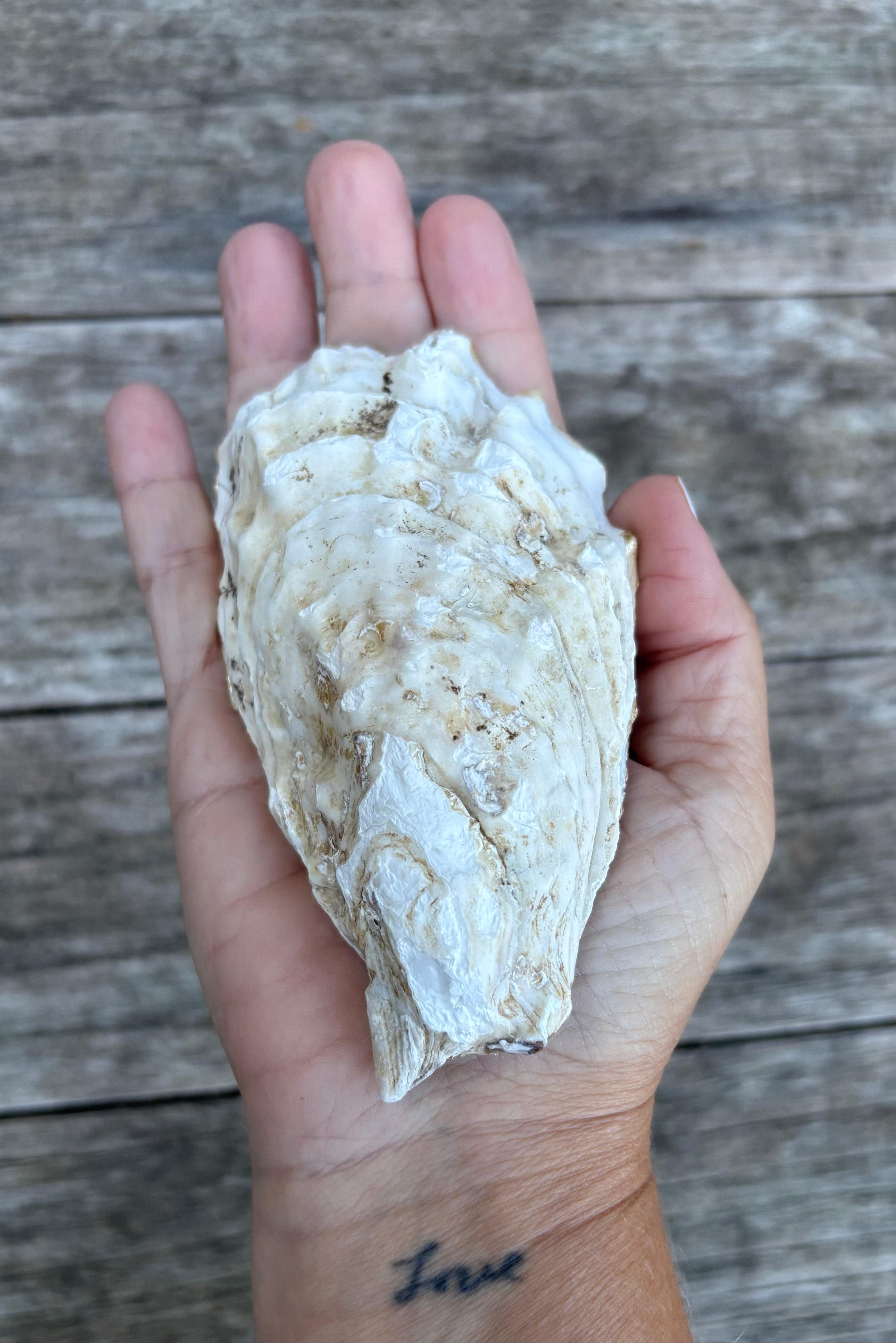 Pearl Oyster Shell