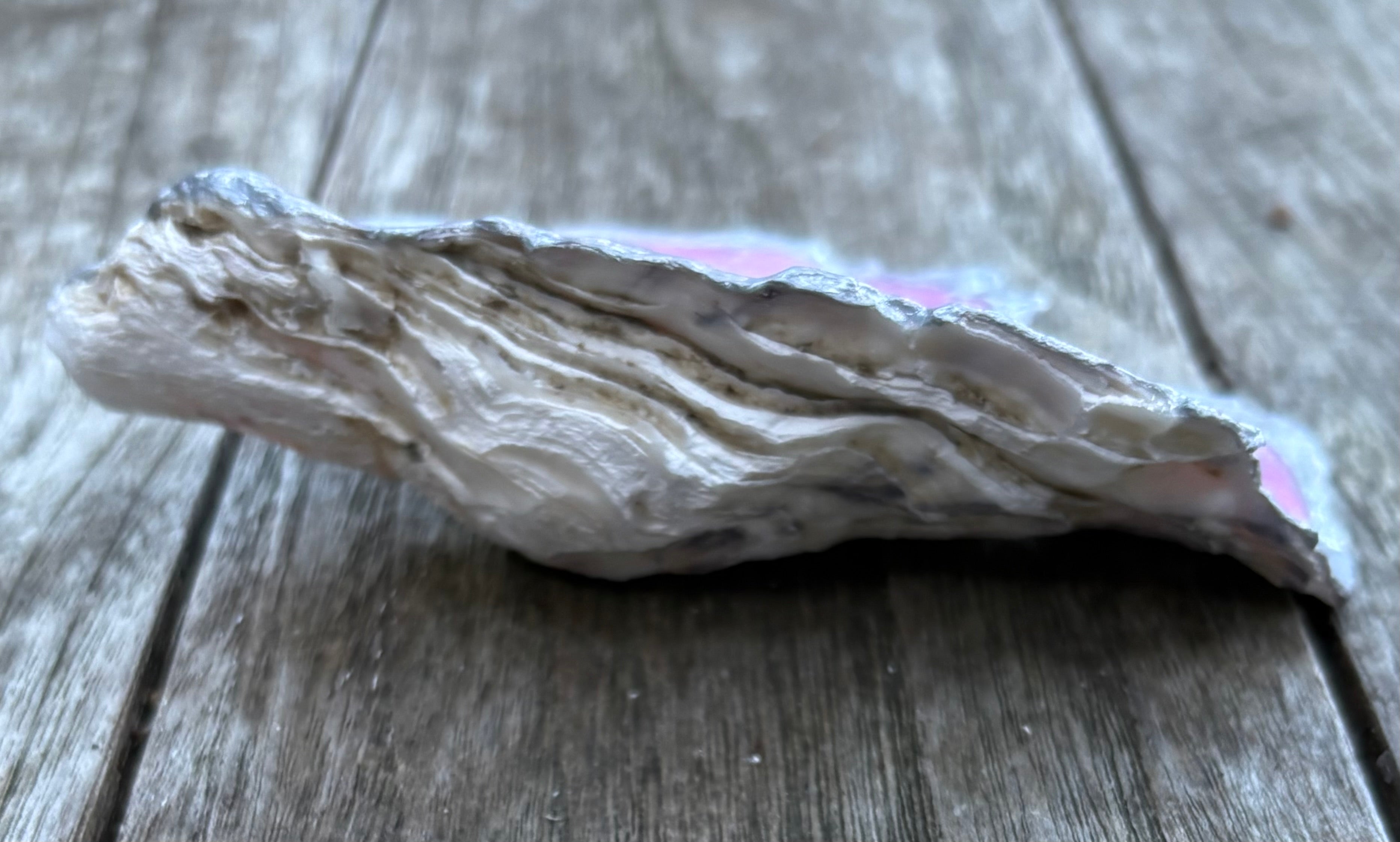 Pink Pearl Oyster Shell