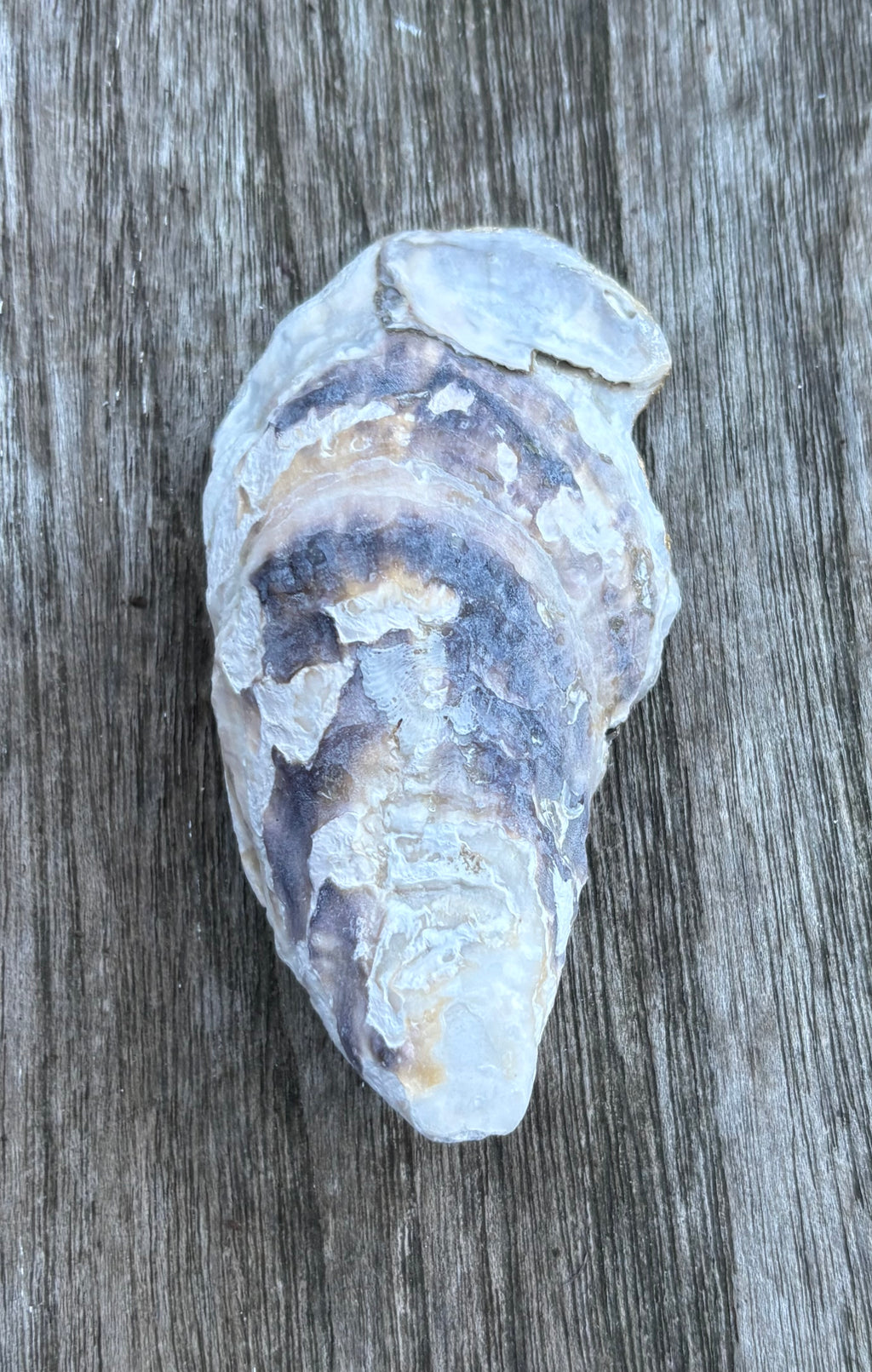 Anchor Oyster Shell
