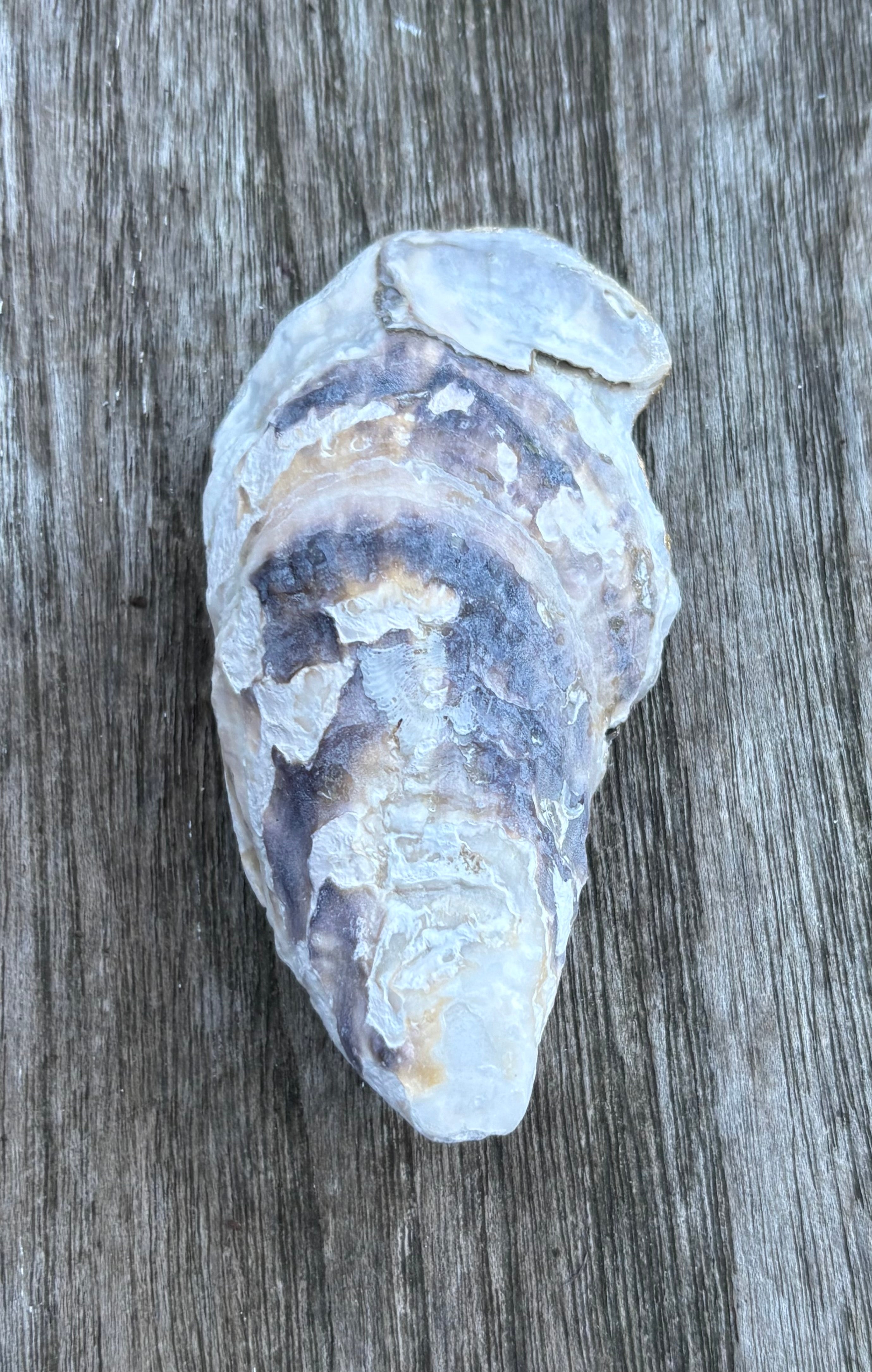 Anchor Oyster Shell