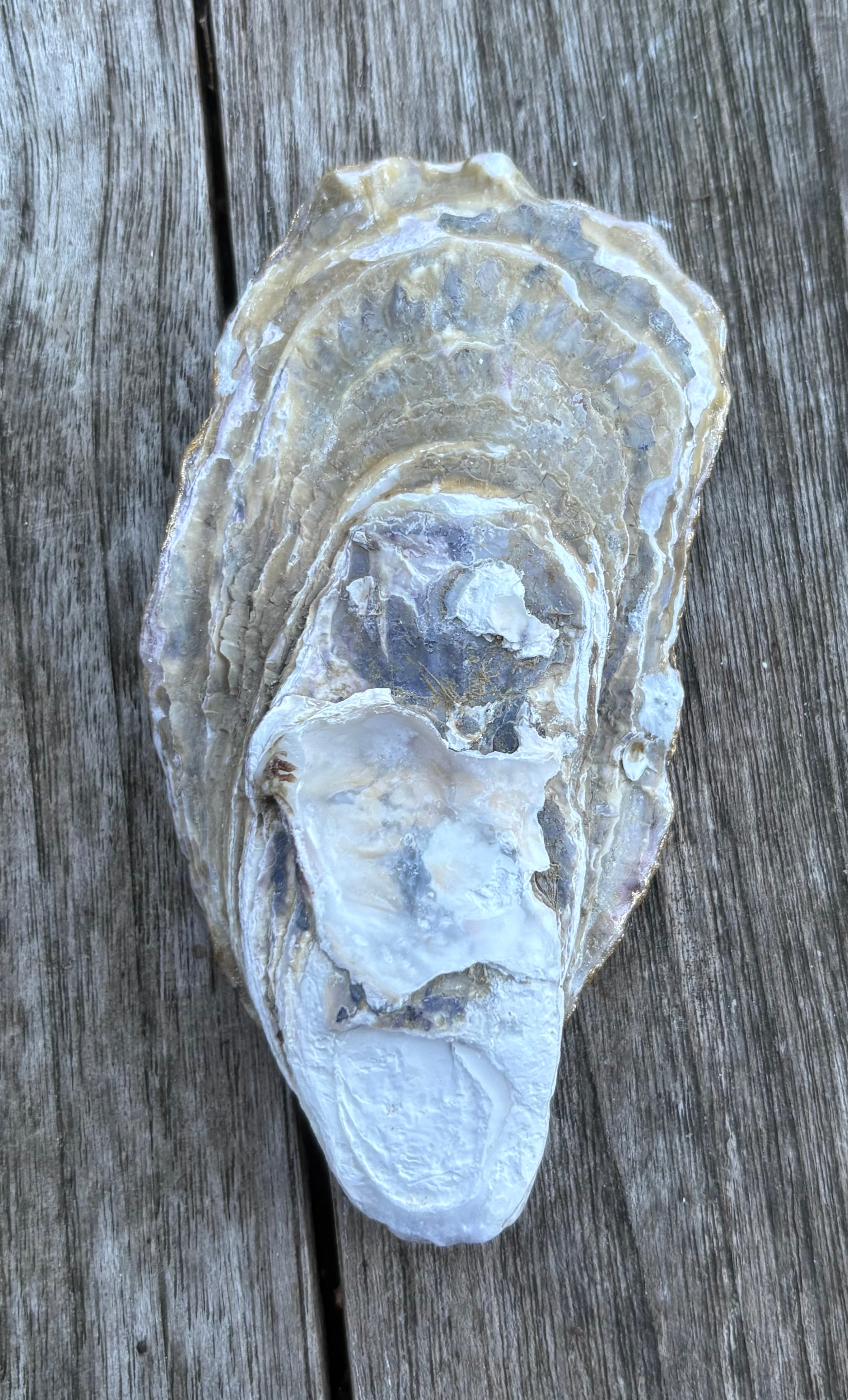 Anchor Oyster Shell