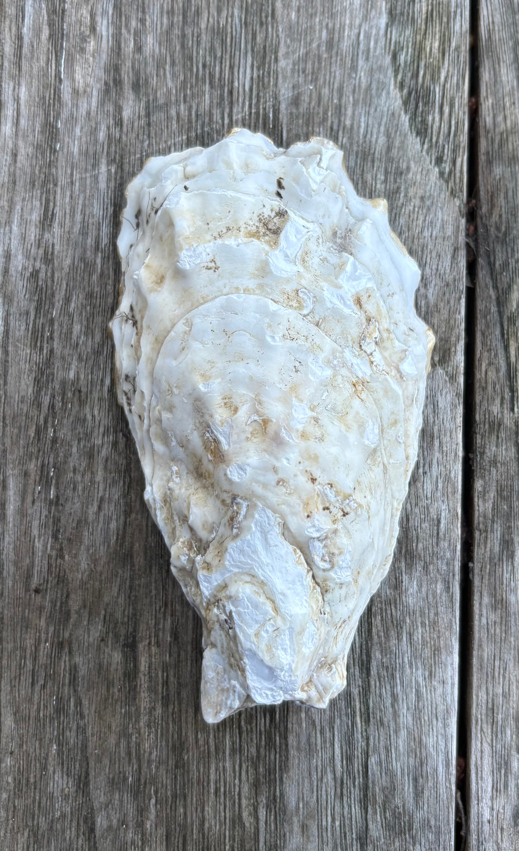 Pearl Oyster Shell