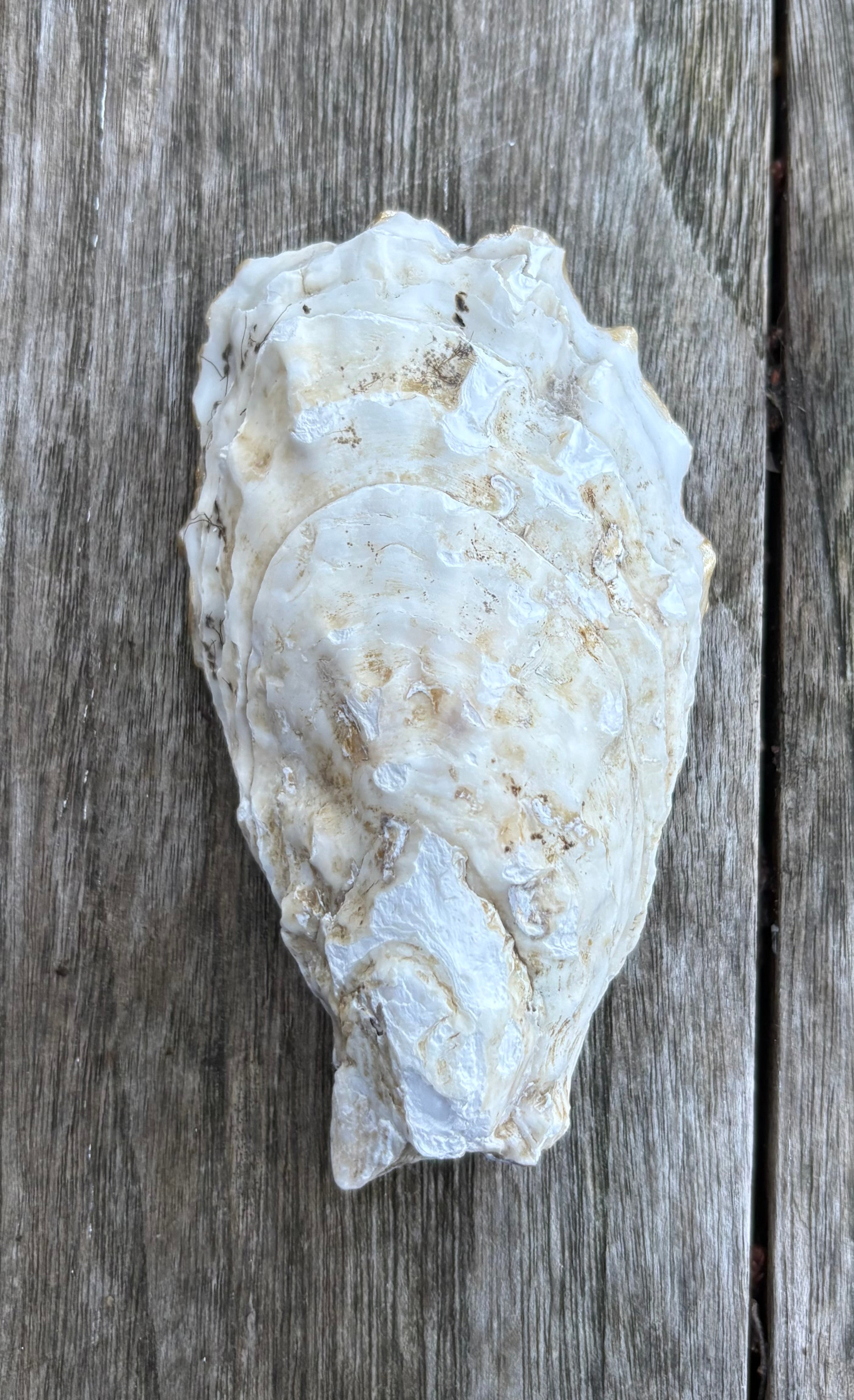 Pearl Oyster Shell