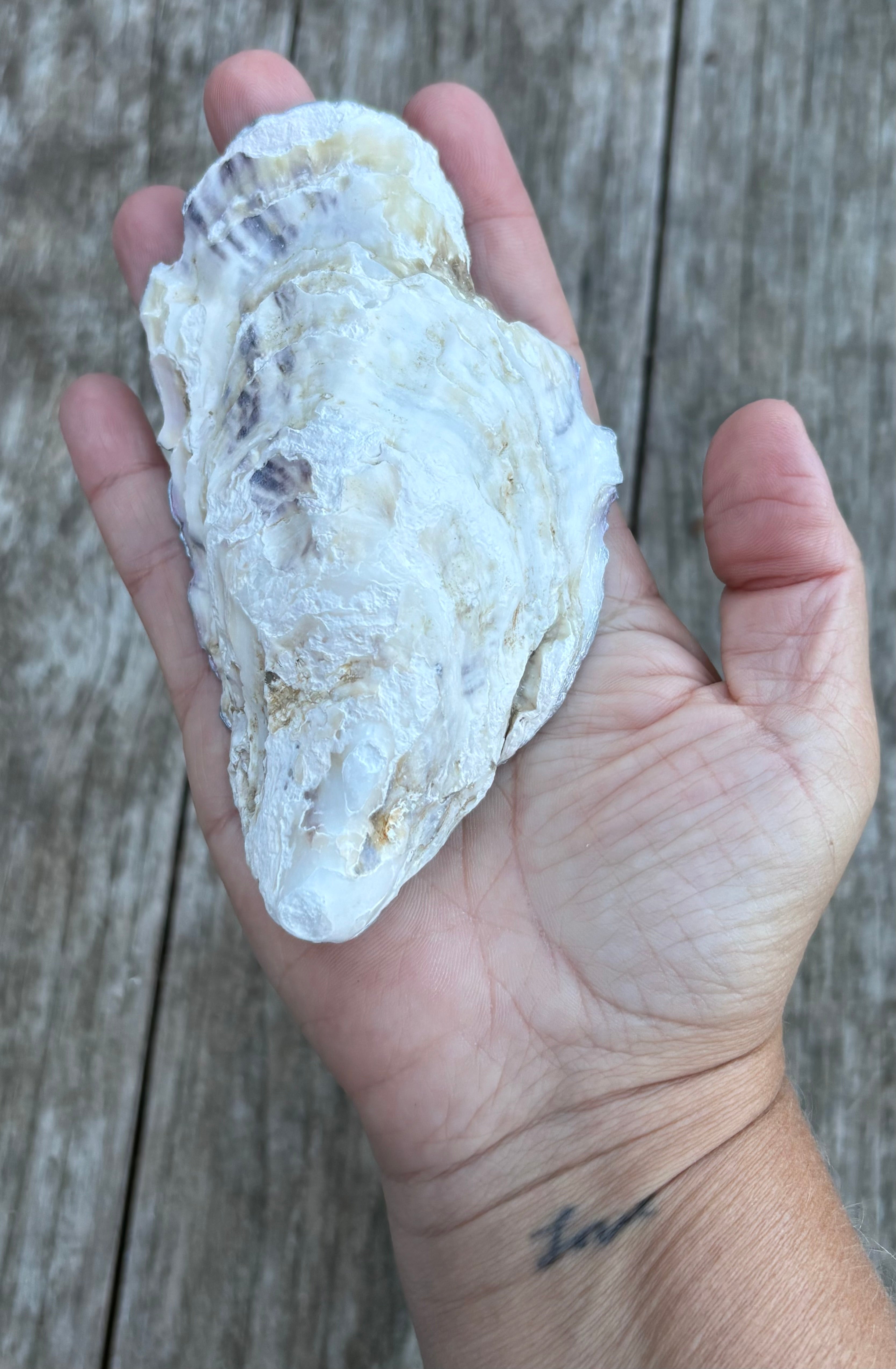 Pink Pearl Oyster Shell