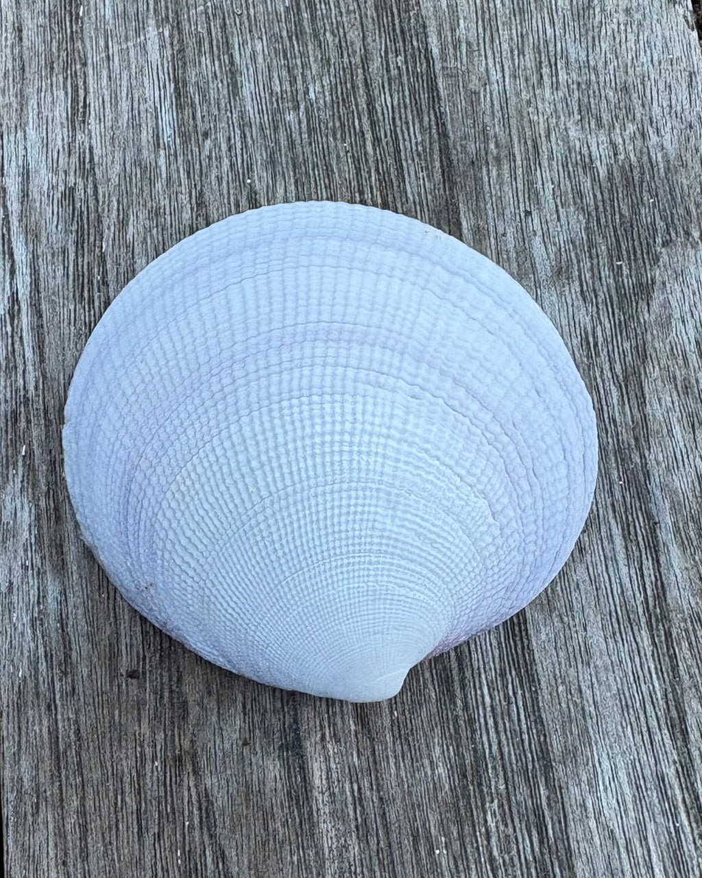 Floral Clam Shell
