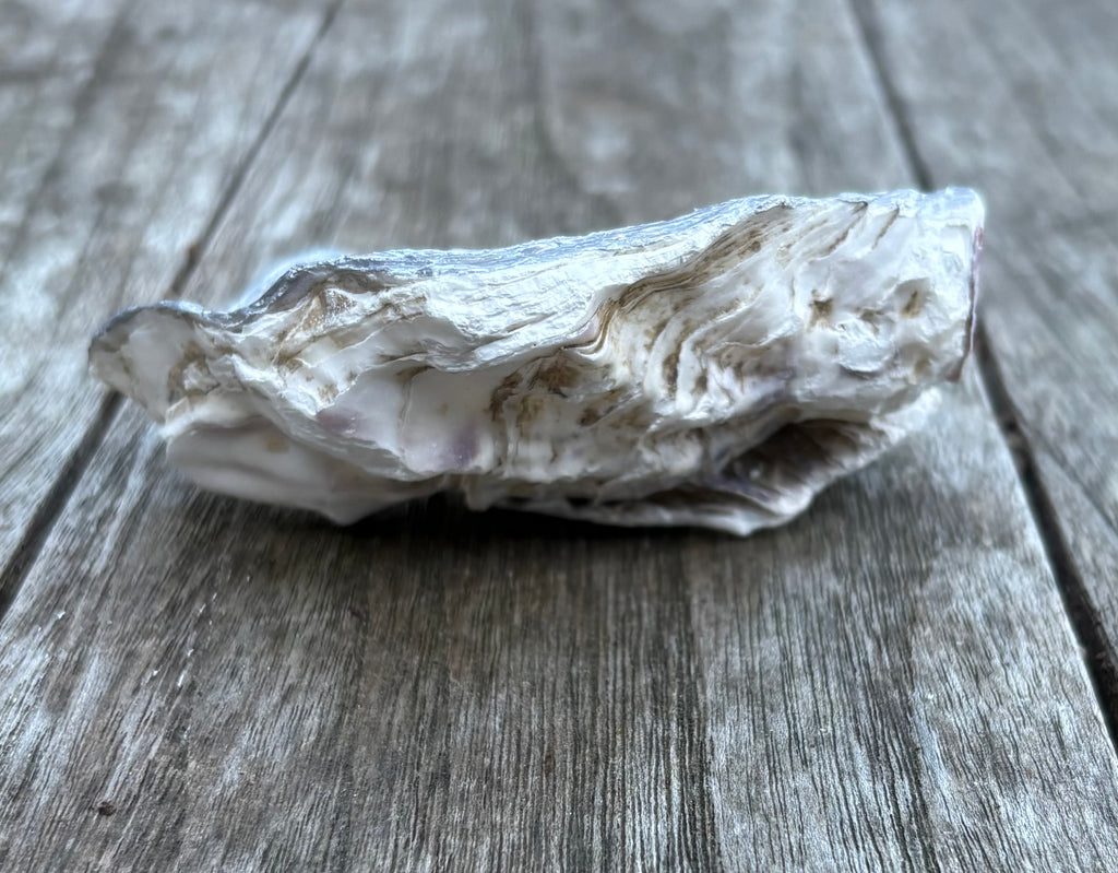 Pearl Oyster Shell