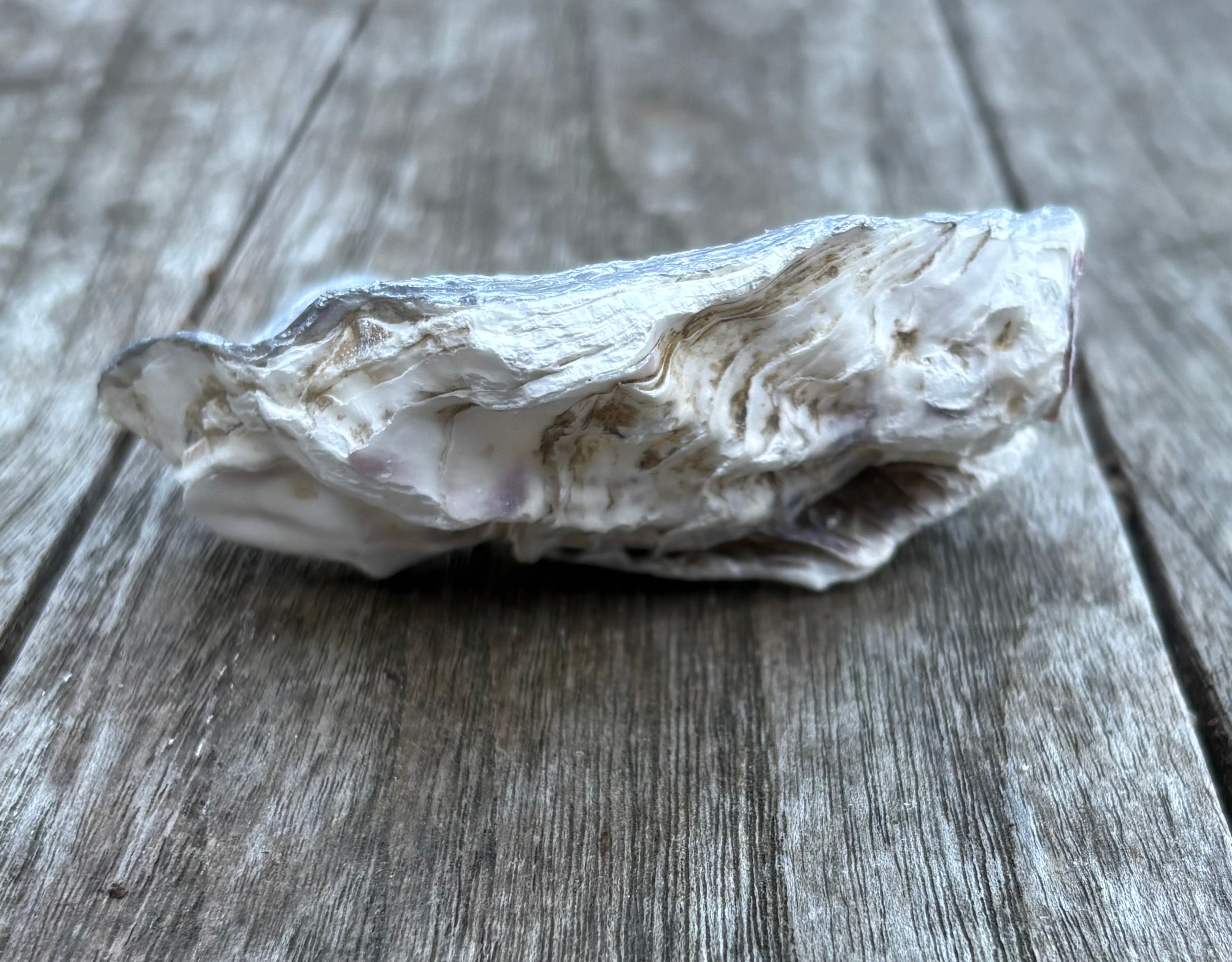 Pearl Oyster Shell