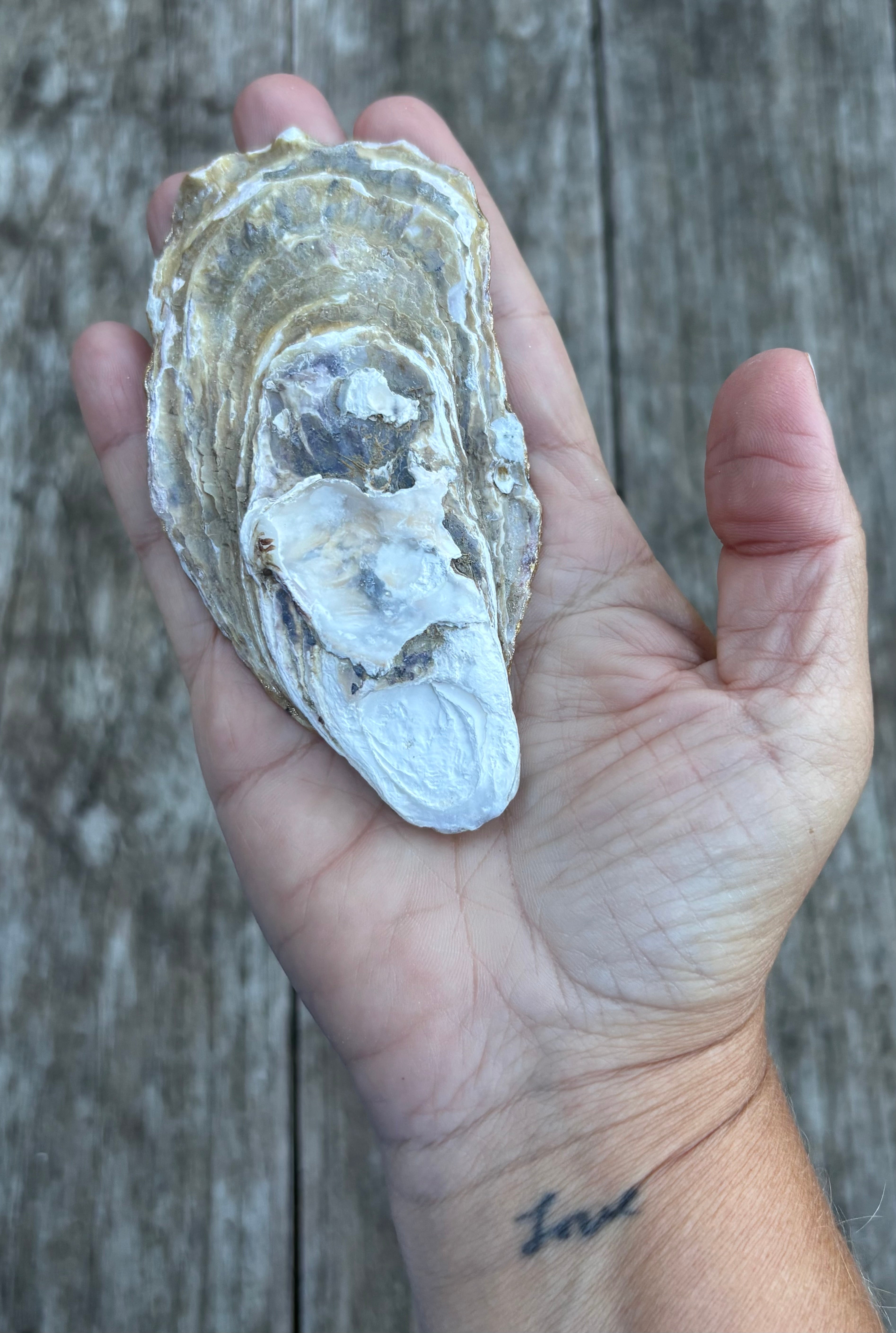 Anchor Oyster Shell