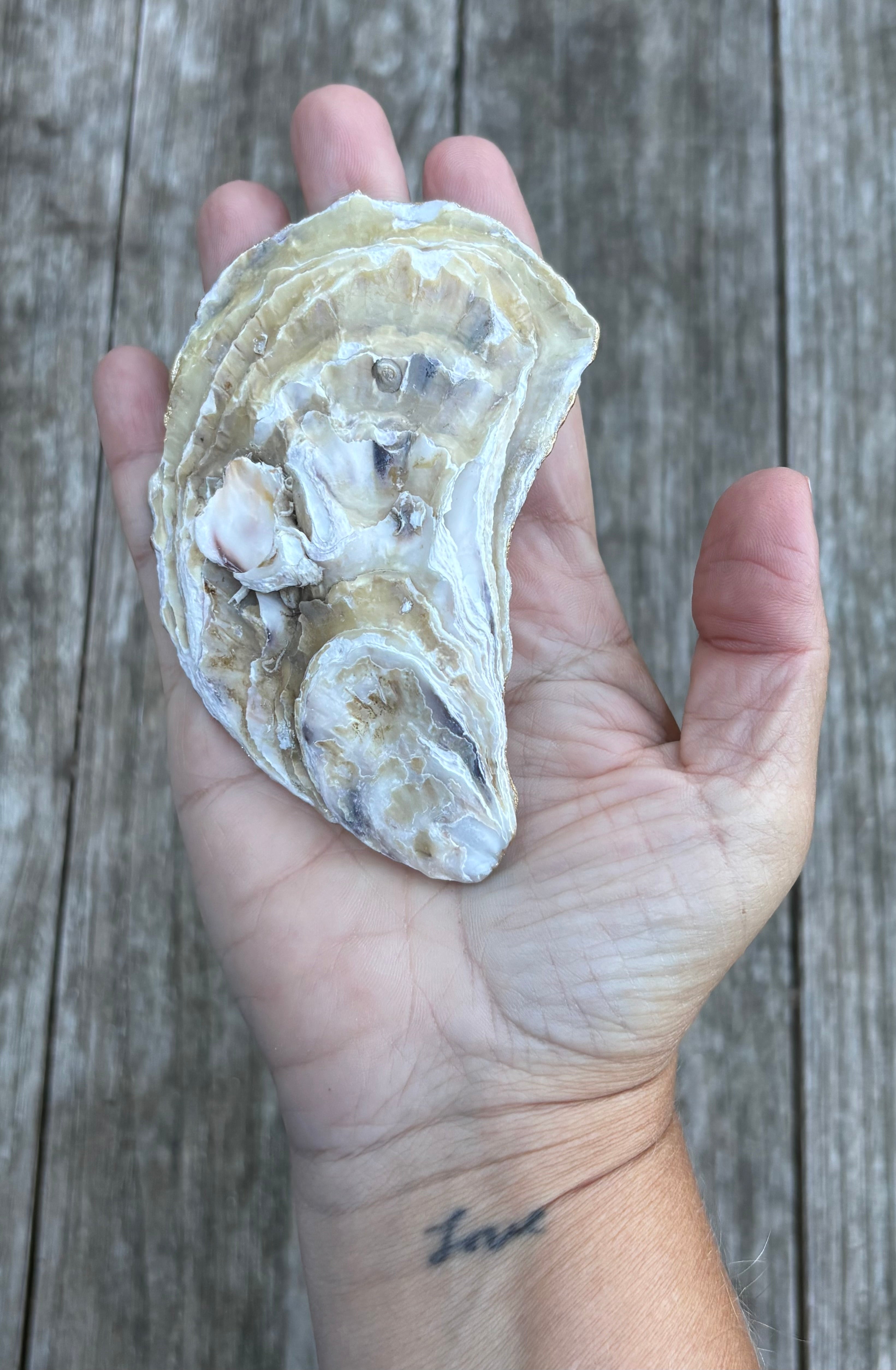 Pearl Oyster Shell