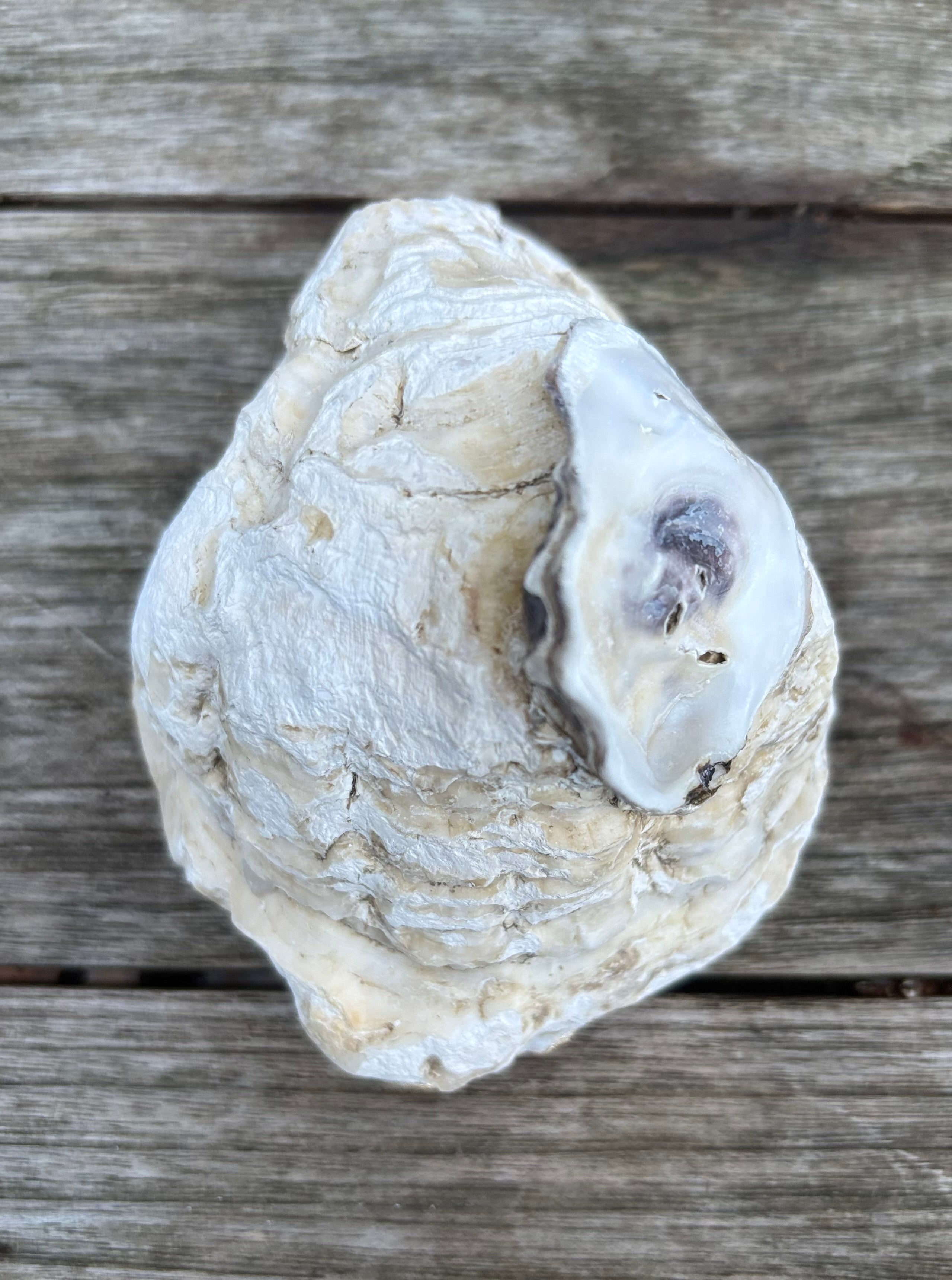 Pearl Oyster Shell
