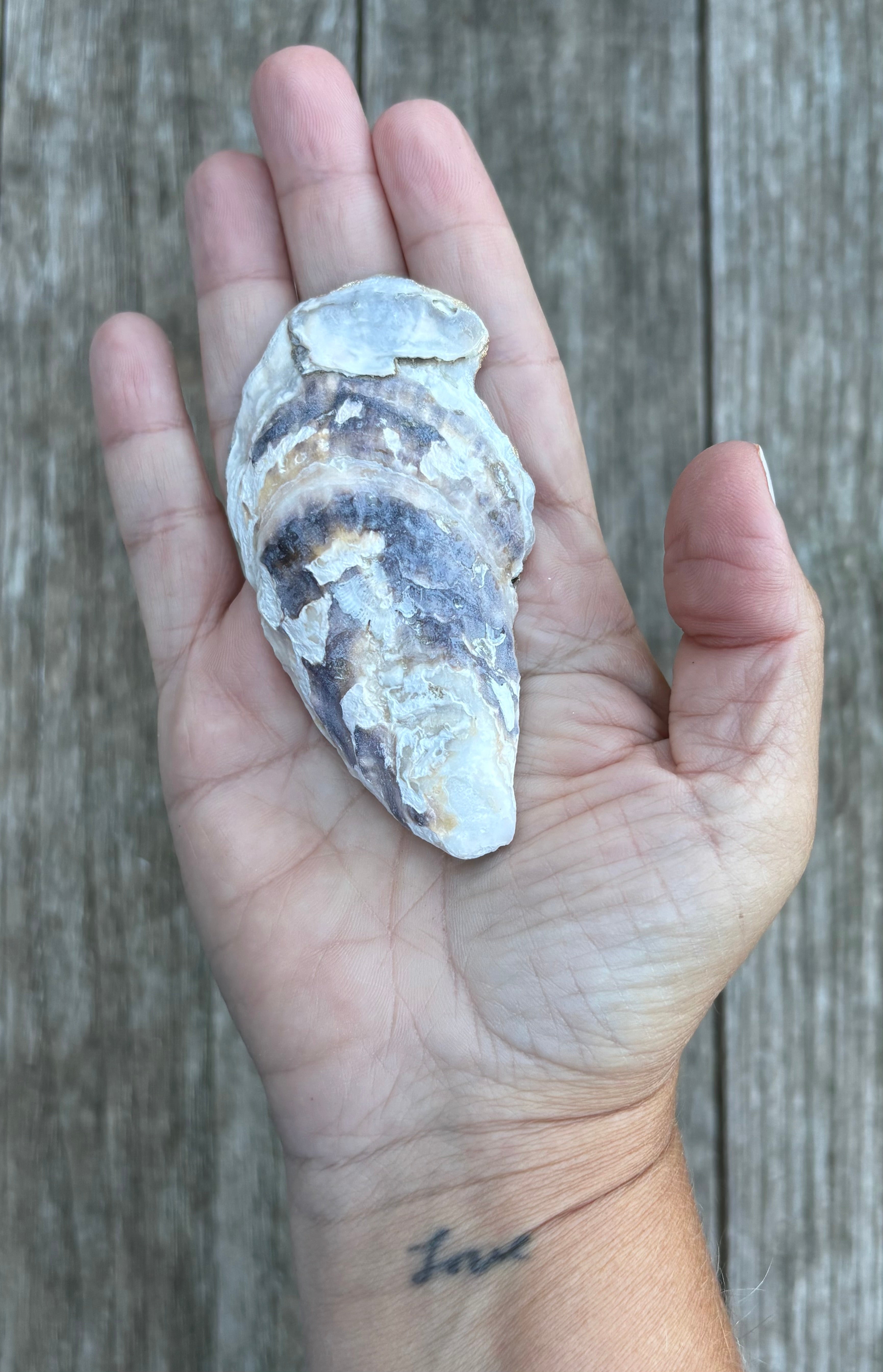 Anchor Oyster Shell