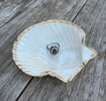 Pearl Scallop Shell
