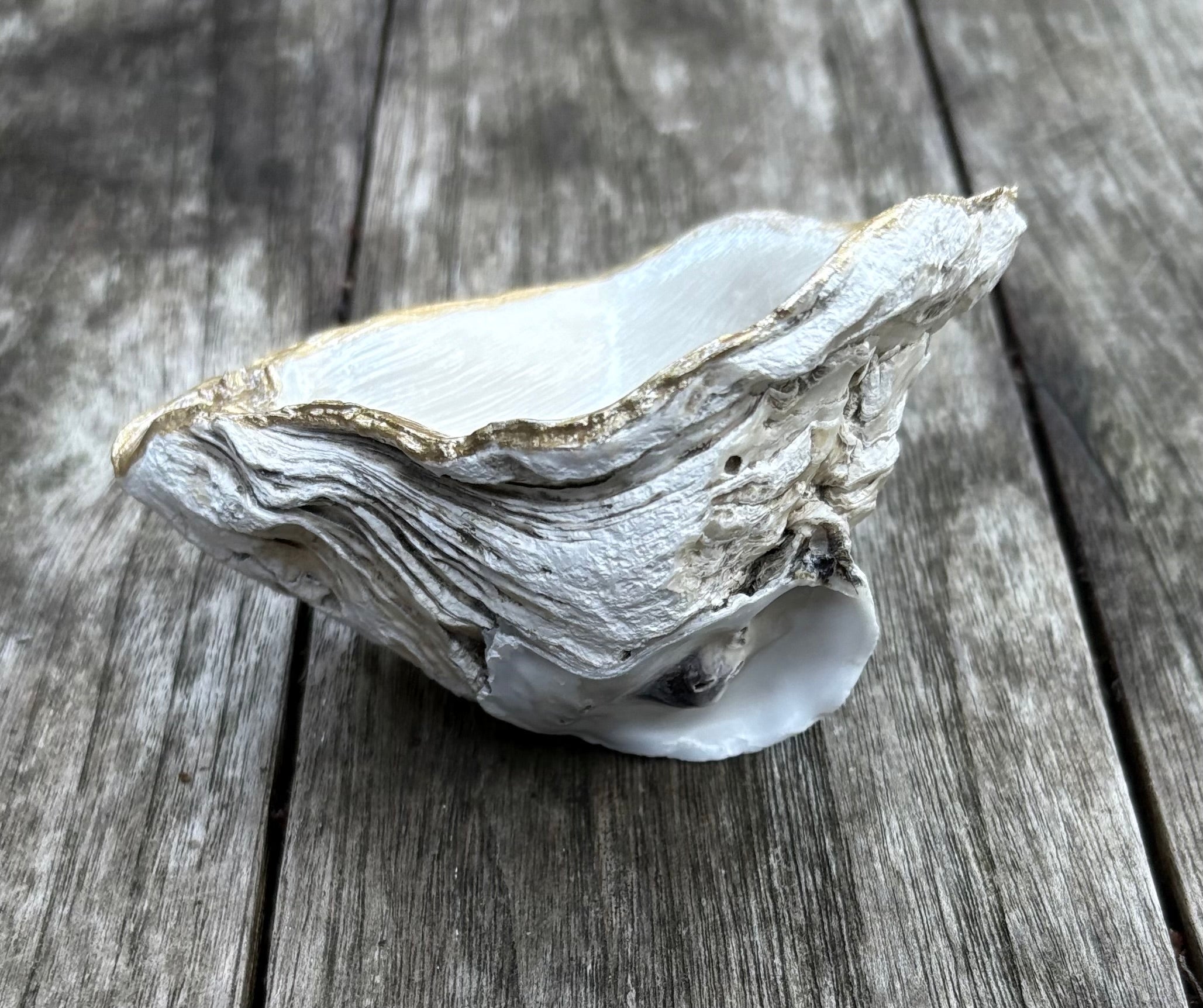 Pearl Oyster Shell