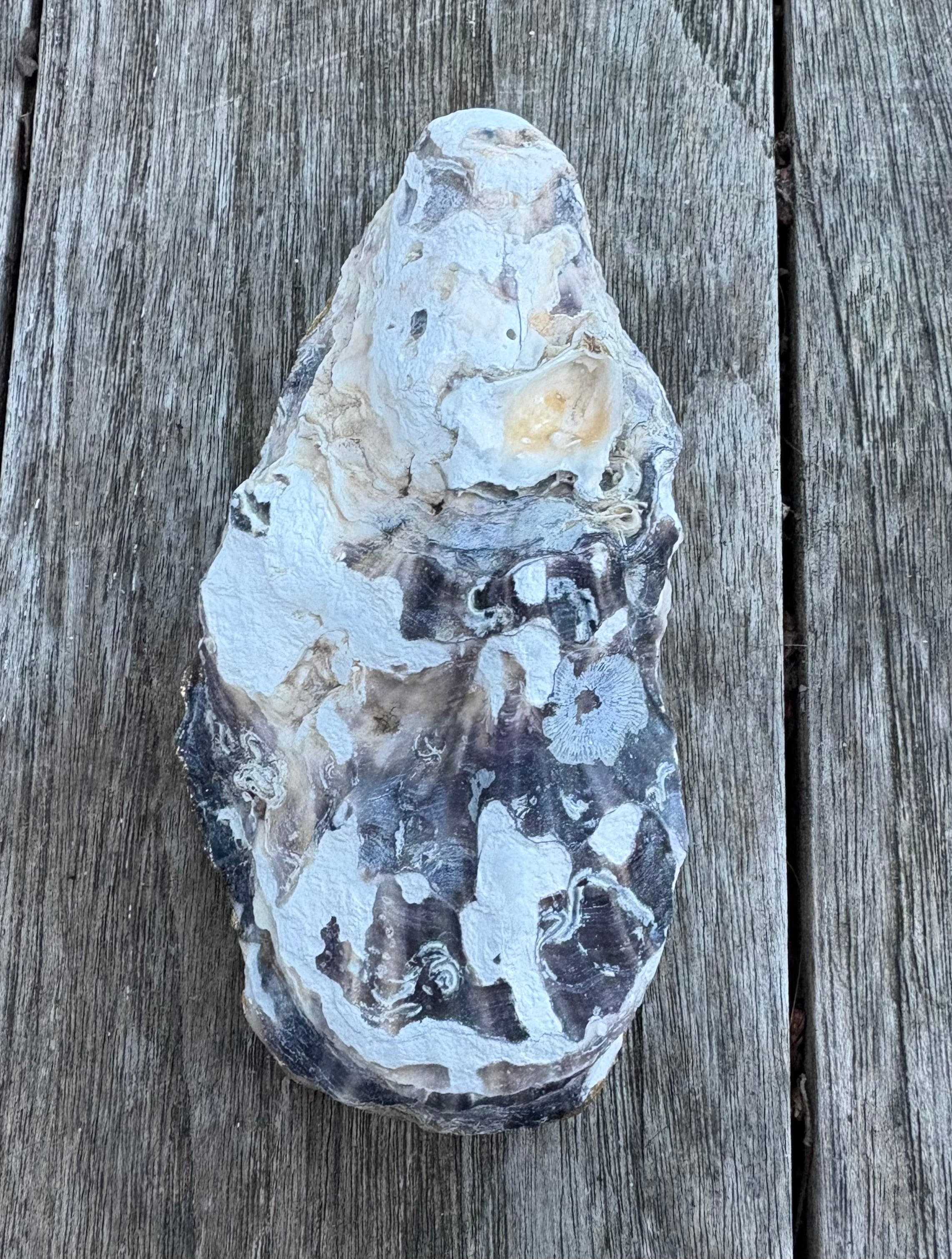 Pink Pearl Oyster Shell