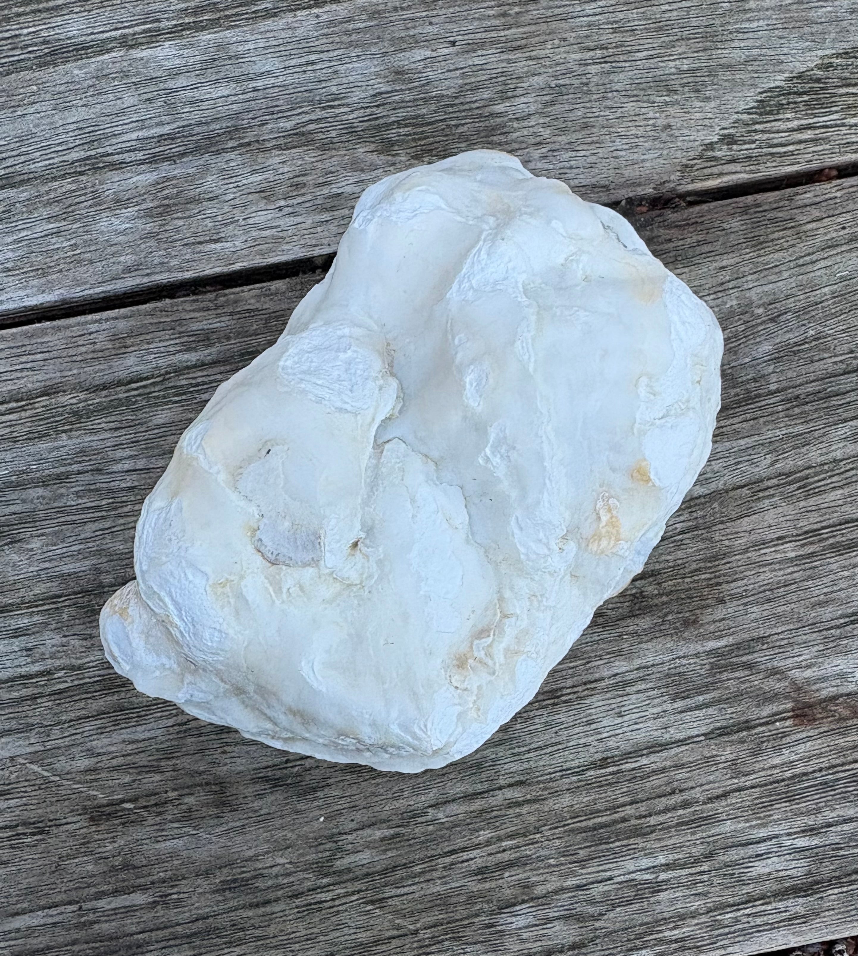 Pearl Oyster Shell