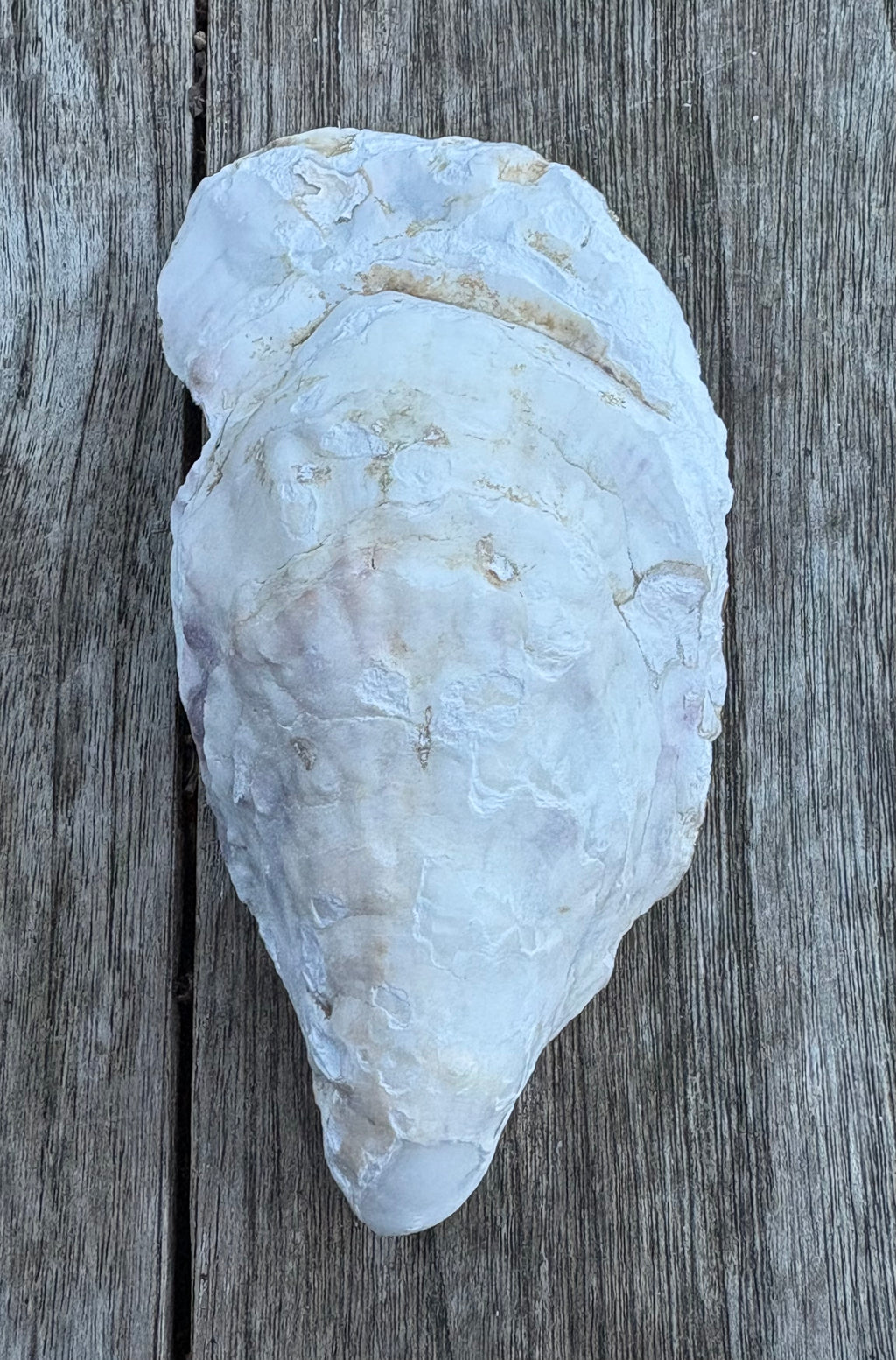 Heart Oyster Shell