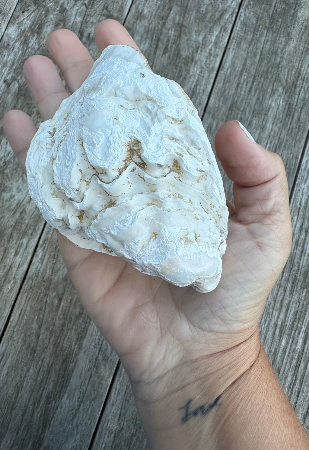 Pearl Oyster Shell
