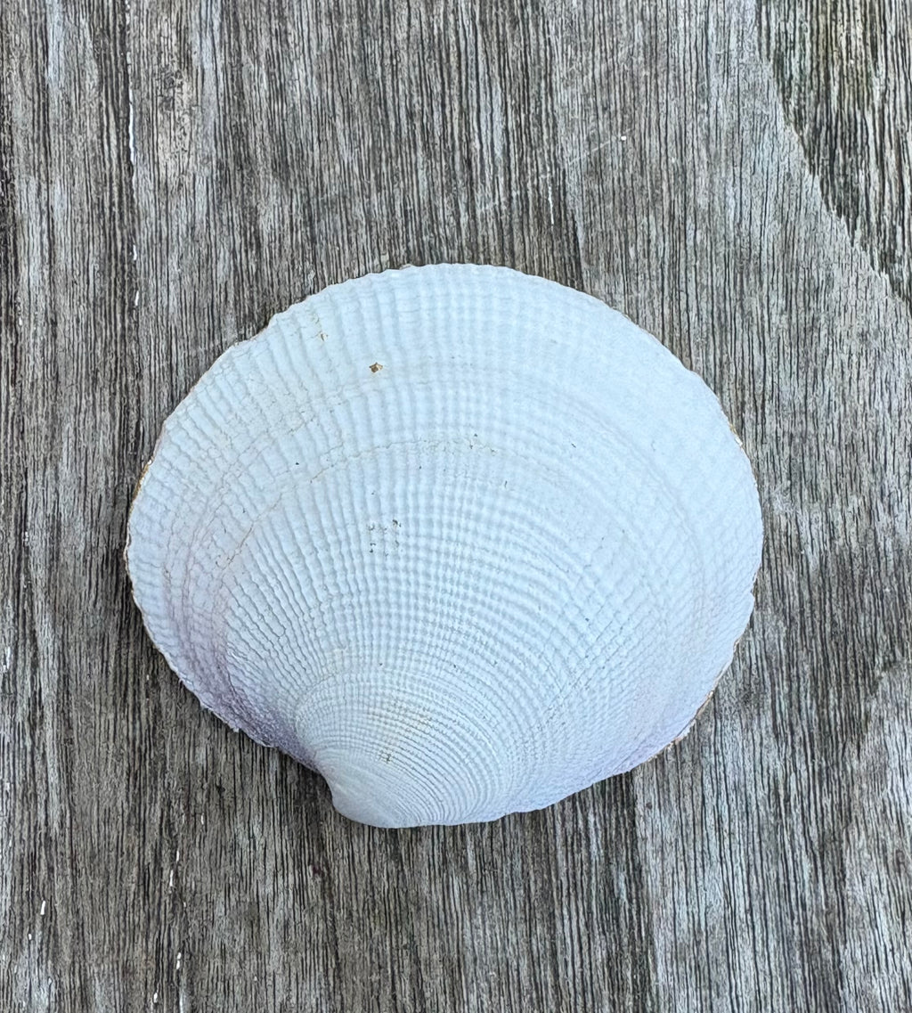 Heart Clam Shell