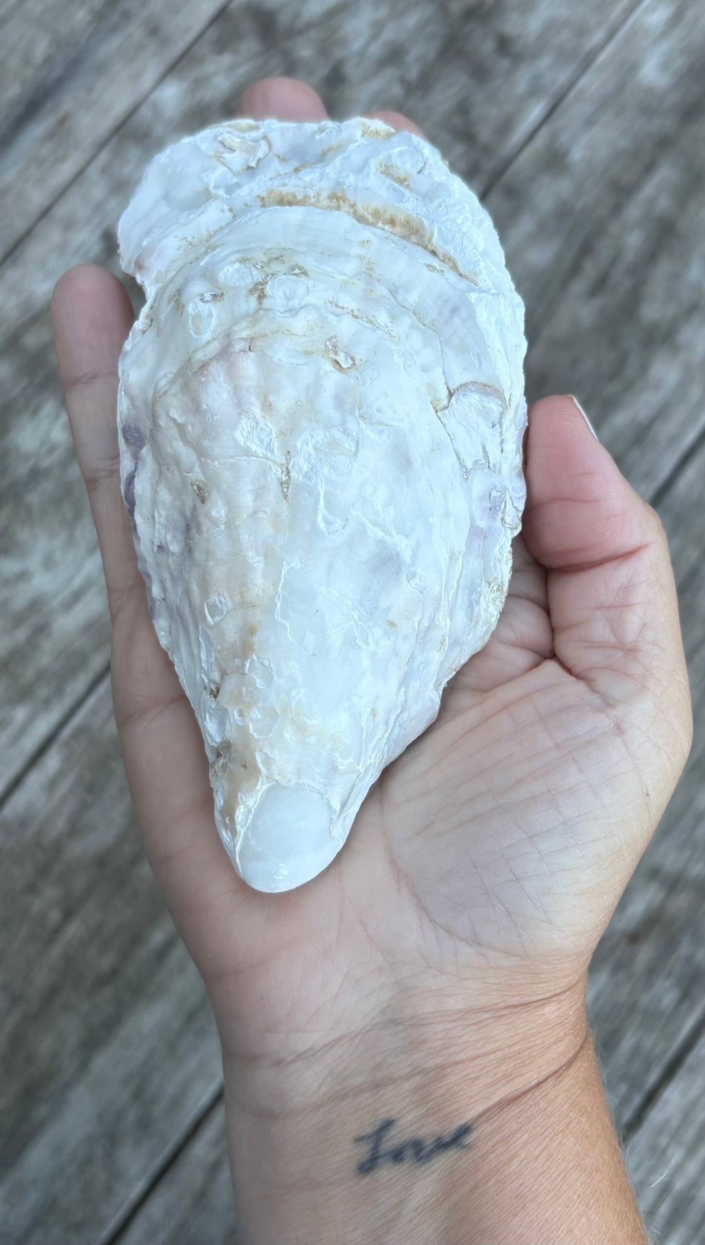 Heart Oyster Shell