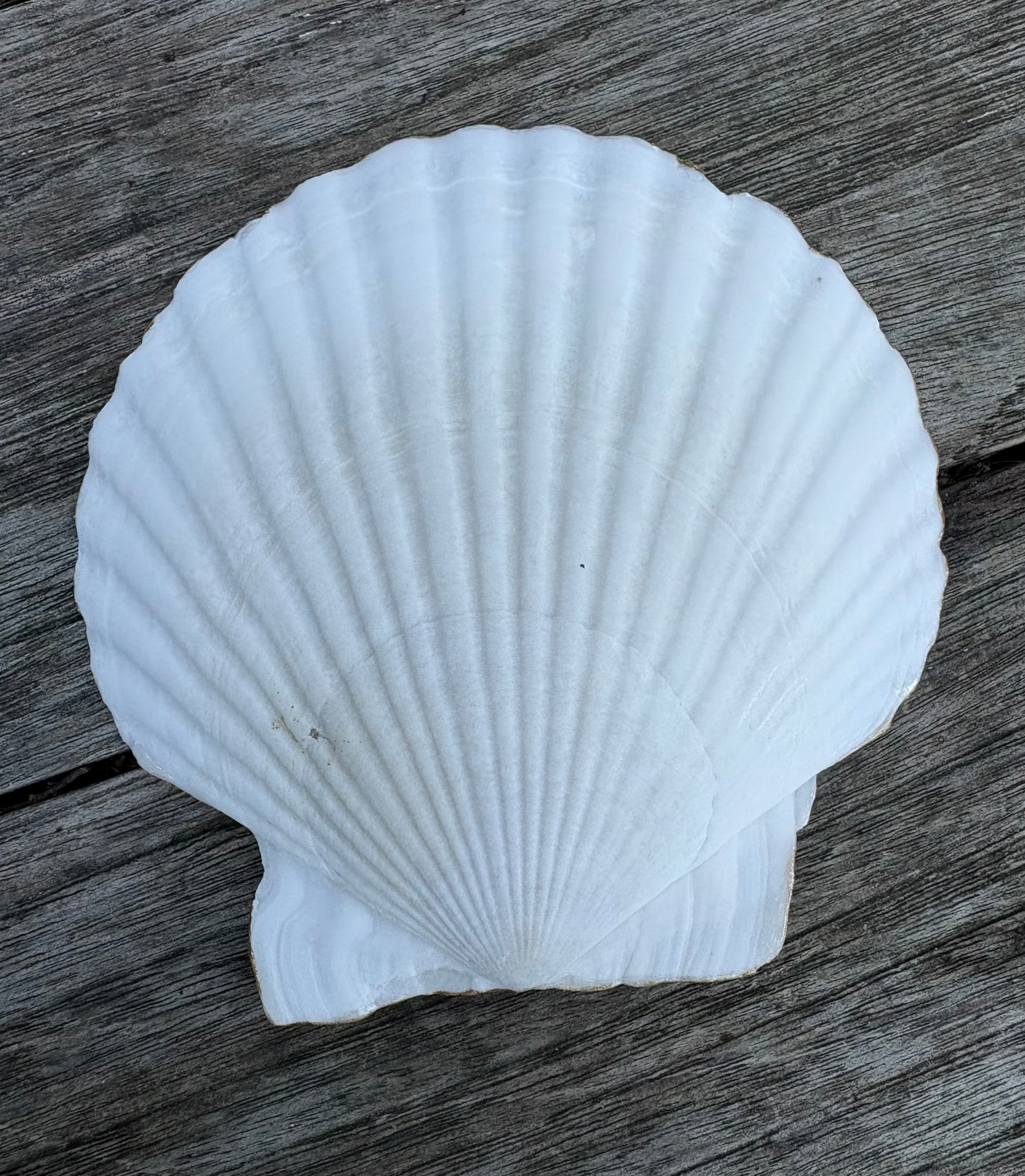 Pearl Scallop Shell