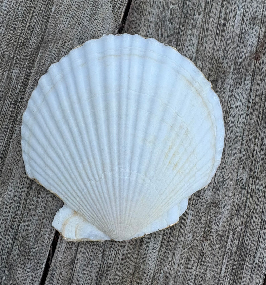 Floral Scallop Shell