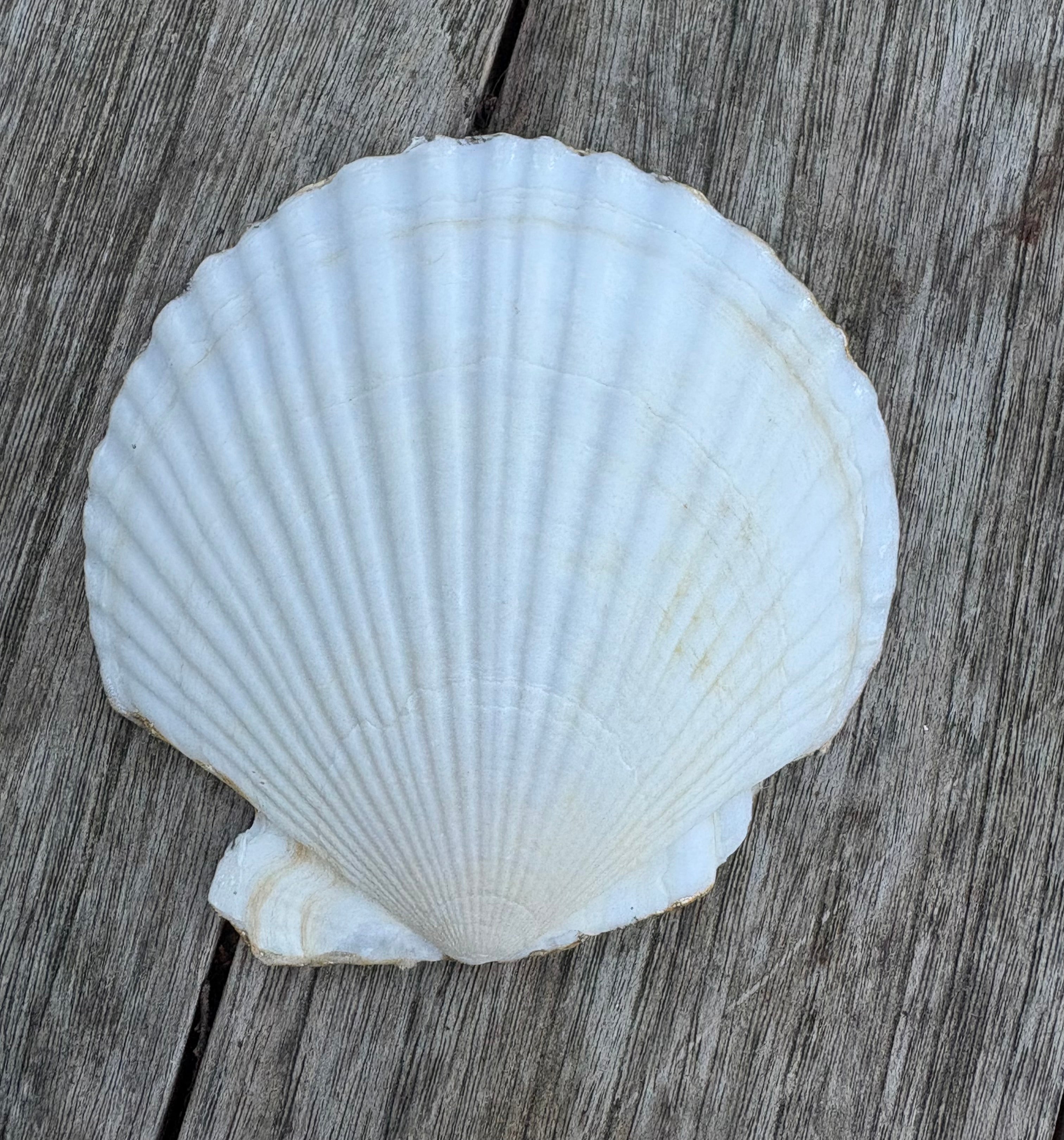 Floral Scallop Shell