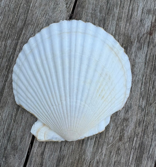 Floral Scallop Shell