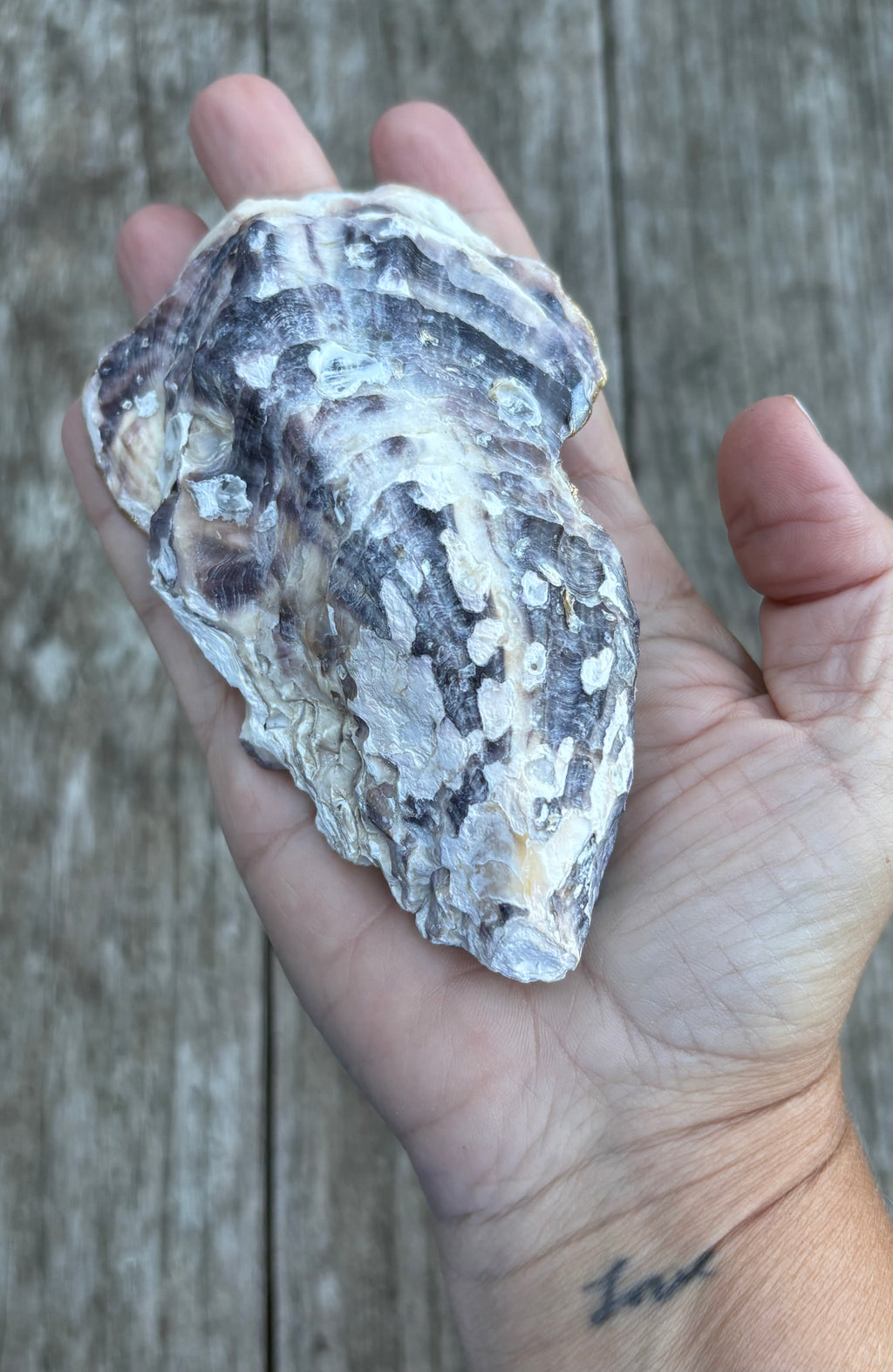 Floral Oyster Shell