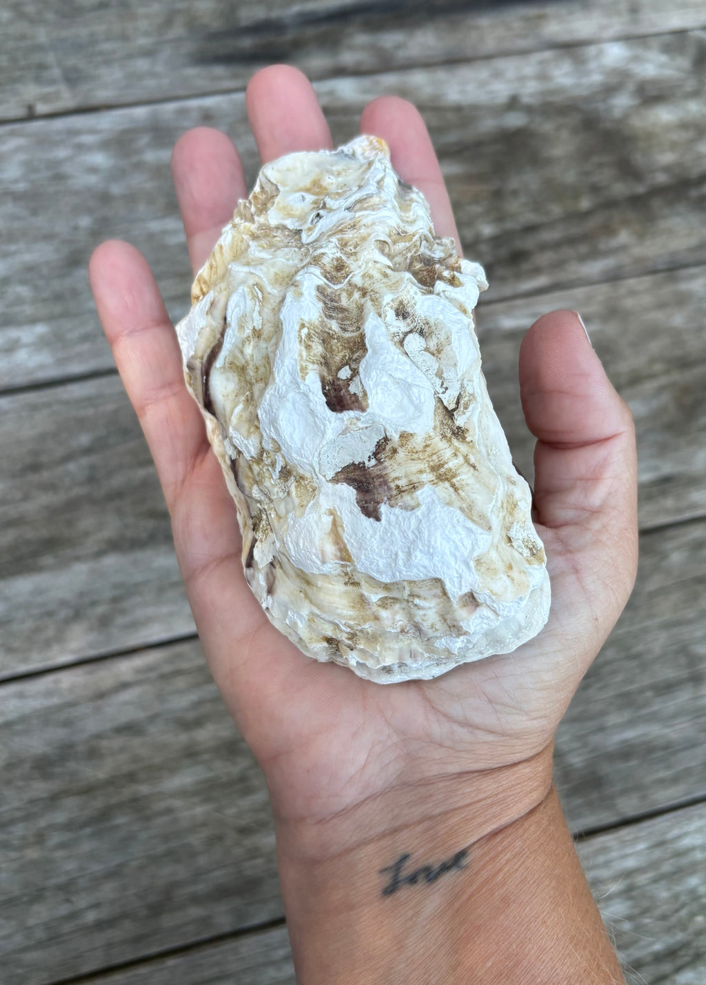 Anchor Oyster Shell