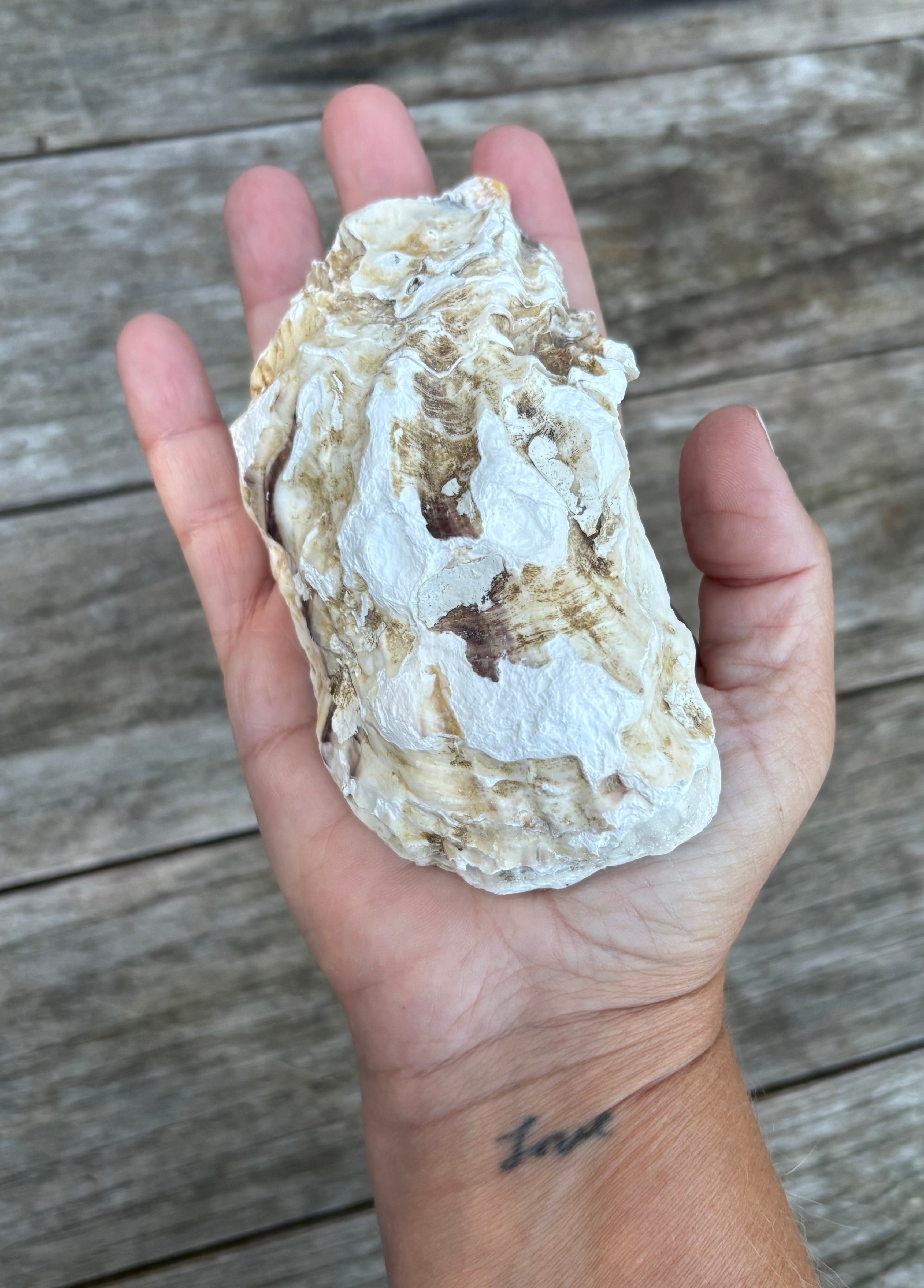 Anchor Oyster Shell