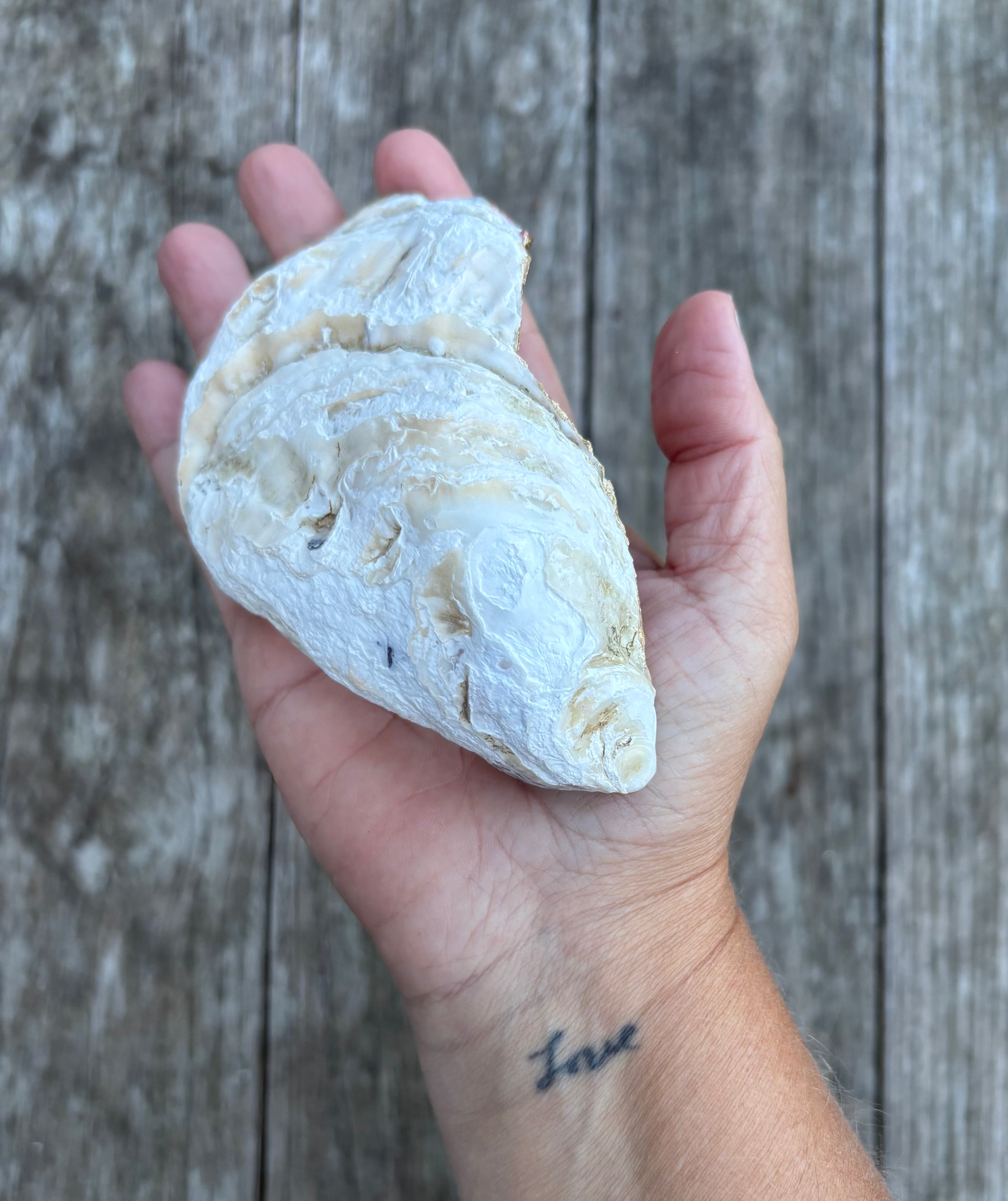 Pink Pearl Oyster Shell