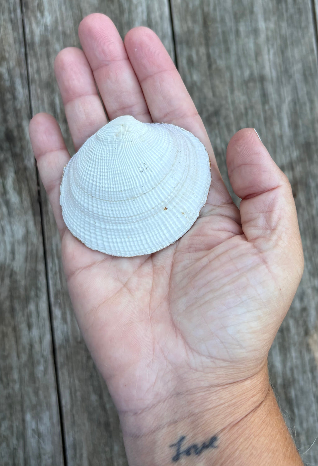 Heart Clam Shell